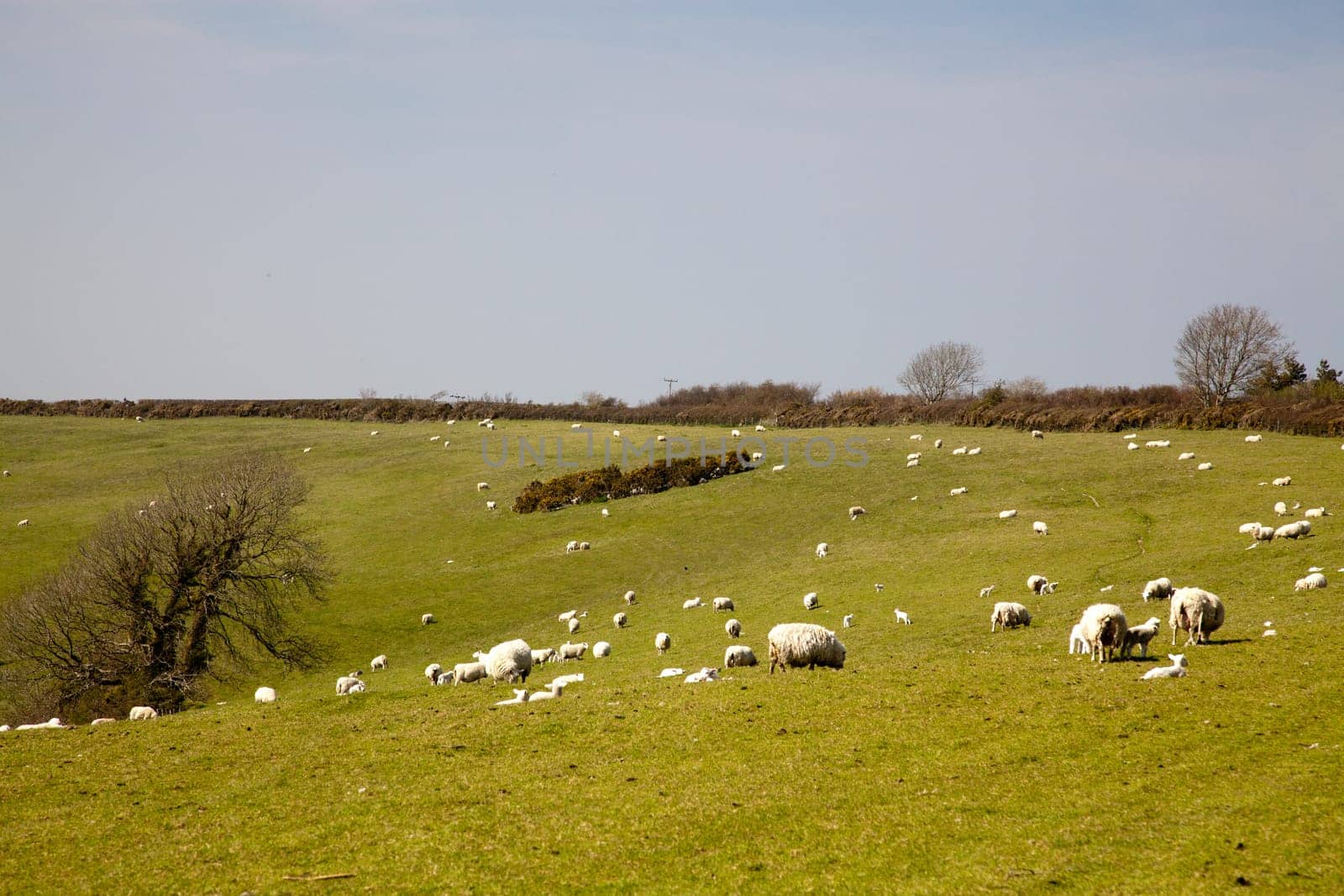 A flock of sheep with many young lambs grazing and resting