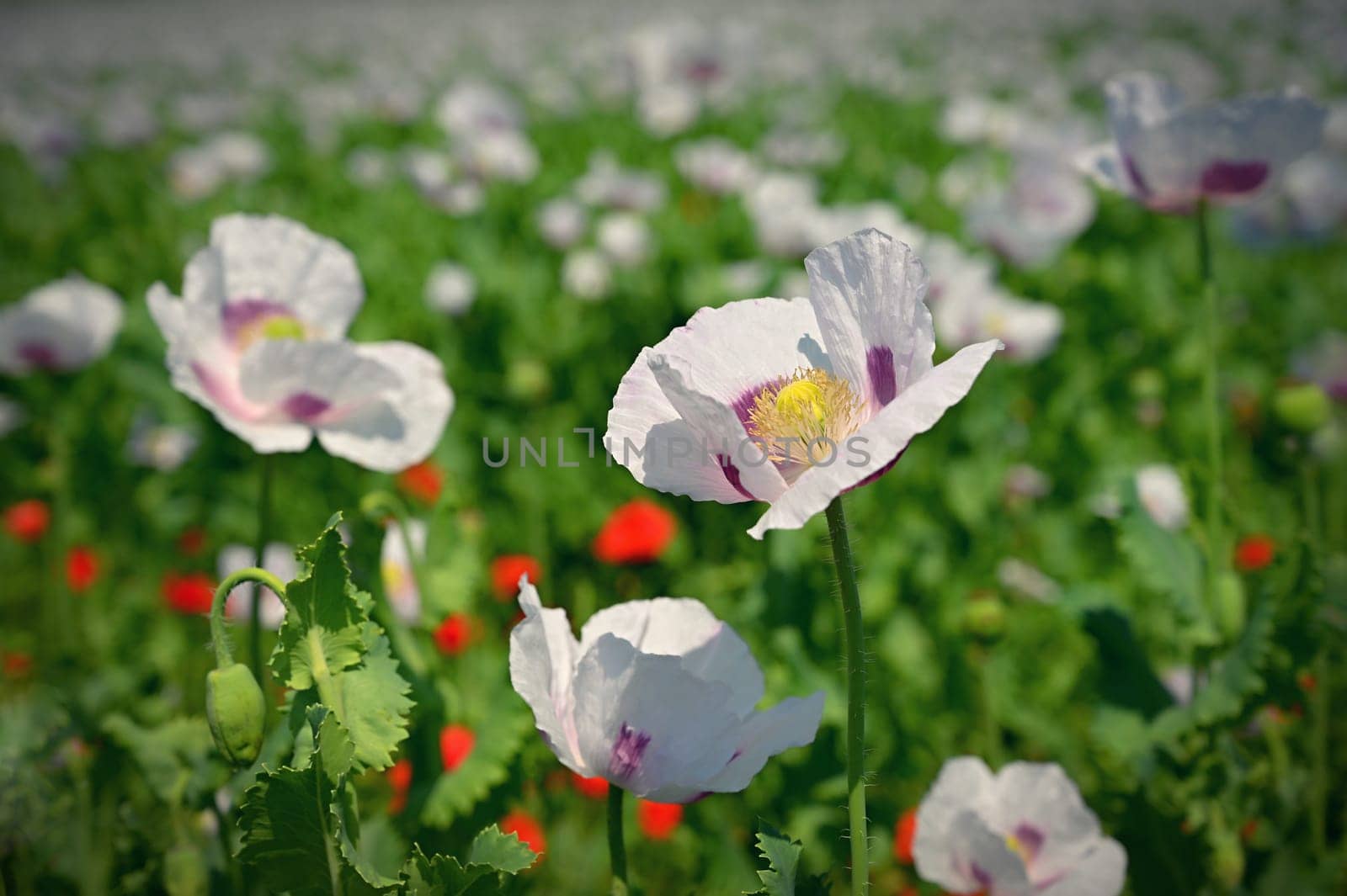 Beautiful large white flowers of the plant in the field. White poppies. 