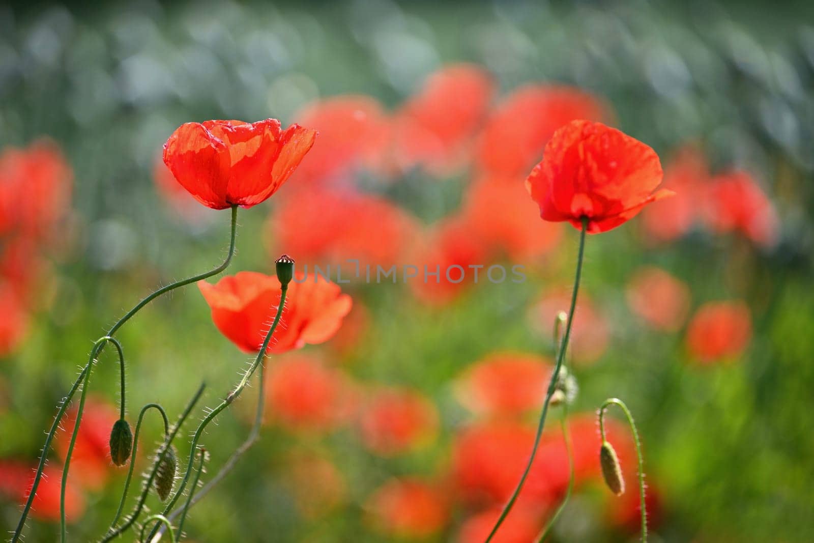 Summer nature - concept. Beautiful landscape with red poppy flowers and sunny day with blue sky. by Montypeter