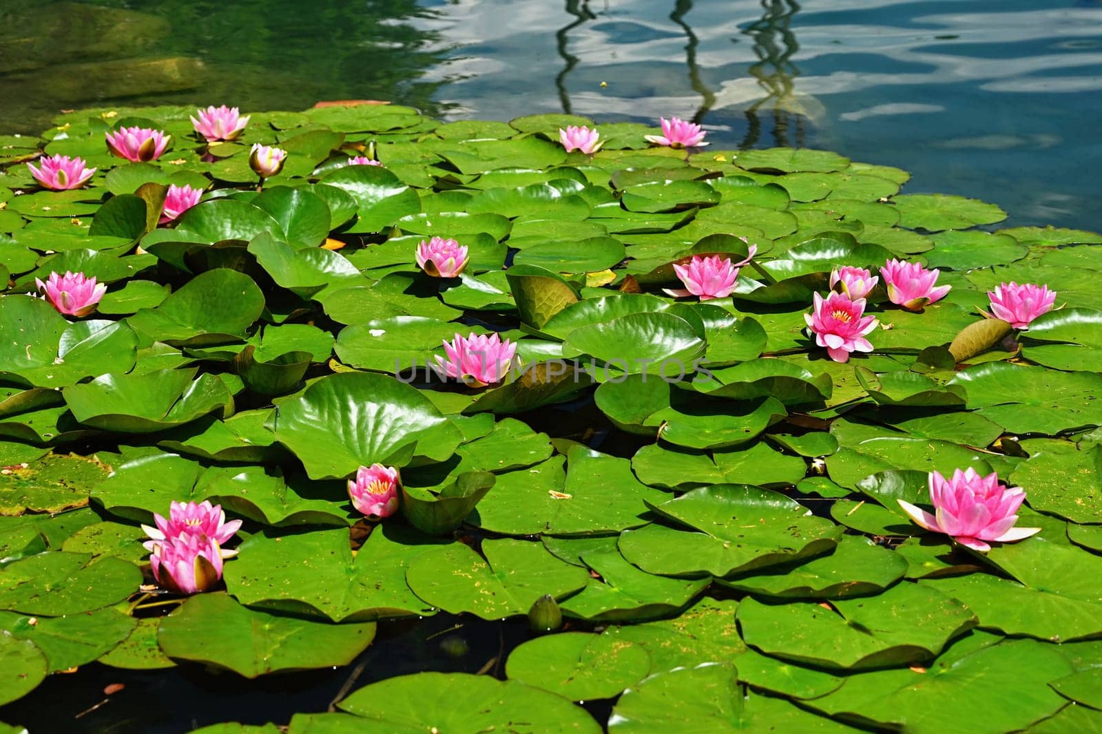 Beautiful blooming water lily plant. Colorful nature background for massage, spa and relaxation.