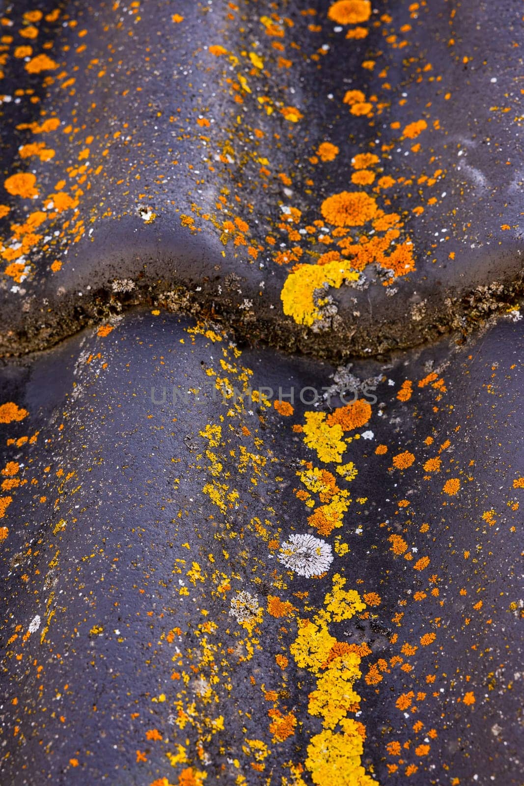 Close up picture of a roof tile with moss and lichen on a house roof