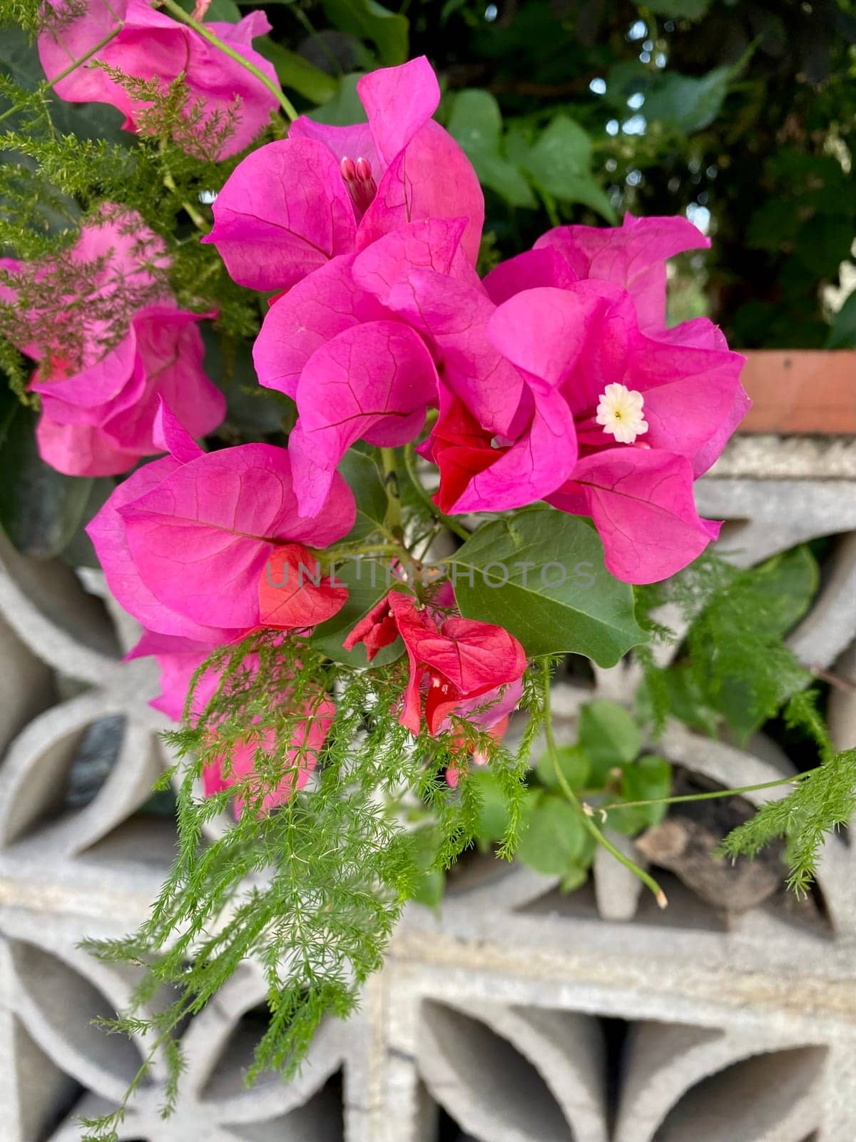 Blooming bougainvillea street sidewall, traditional Greek flowers, pink floral wall by DailySF