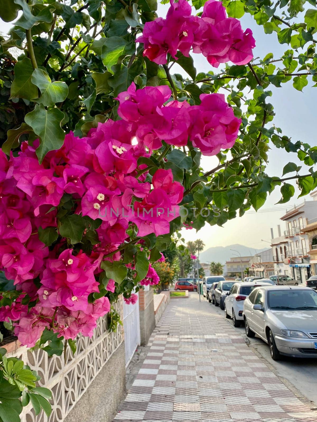 Blooming bougainvillea street town sidewall, traditional Greek flowers, pink floral wall by DailySF