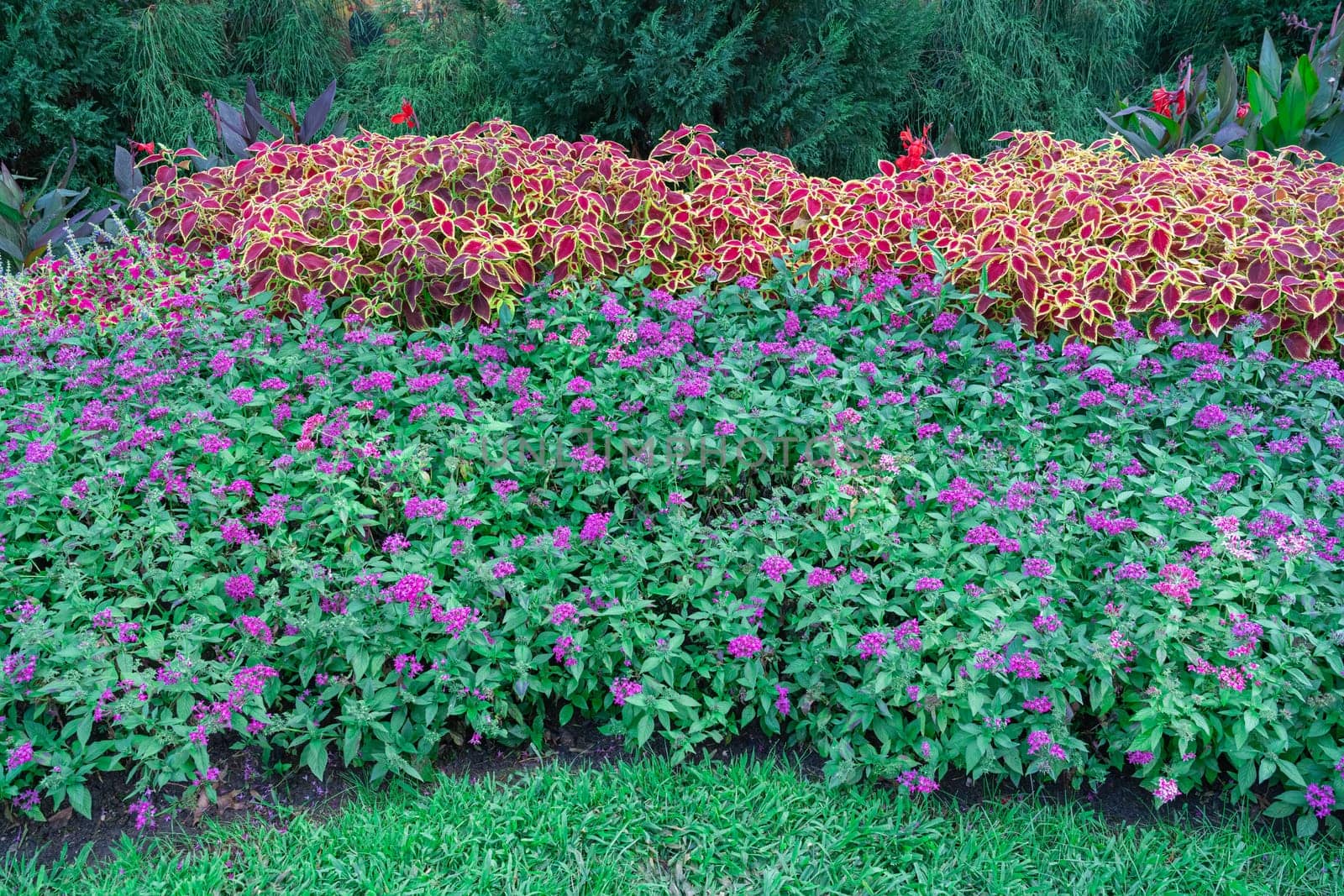 flowerbeds of multicolored flowers and plants close-up. photo