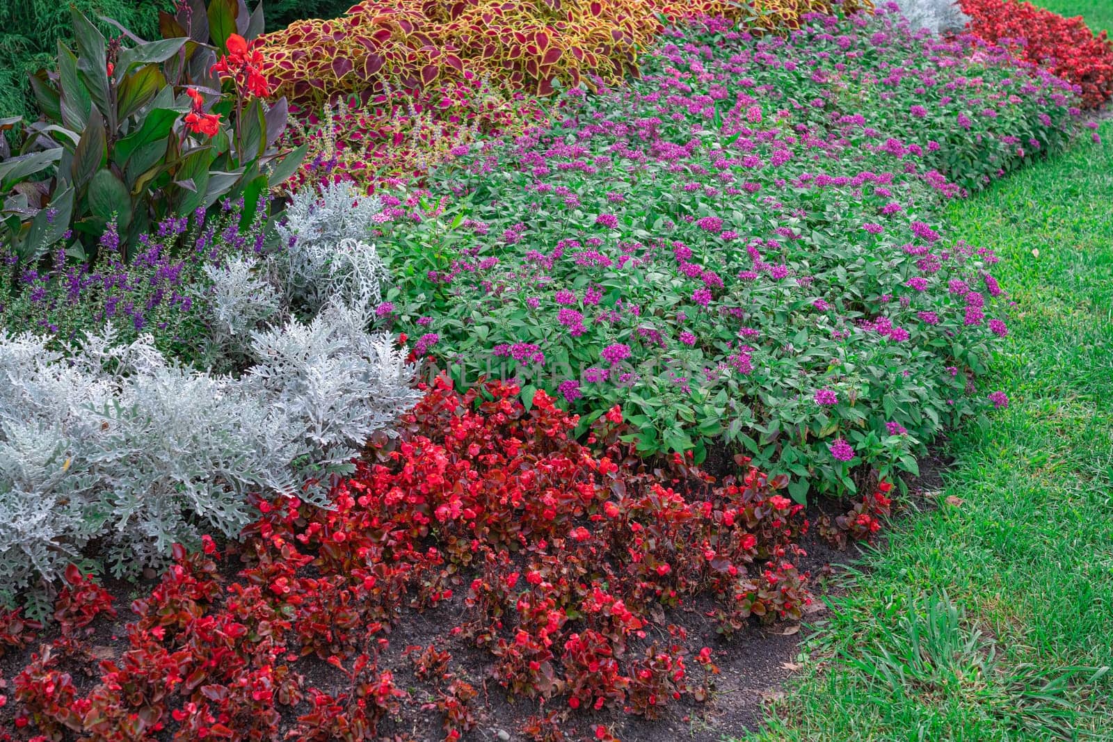 flowerbeds of multicolored flowers and plants close-up by roman112007