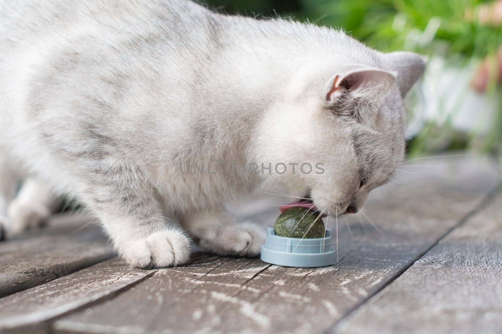 Scottish kitten, Playful cat has fun with a catnip ball toy, Favorite activity of furry pets, An exciting toy treat for your beloved pet, High quality photo