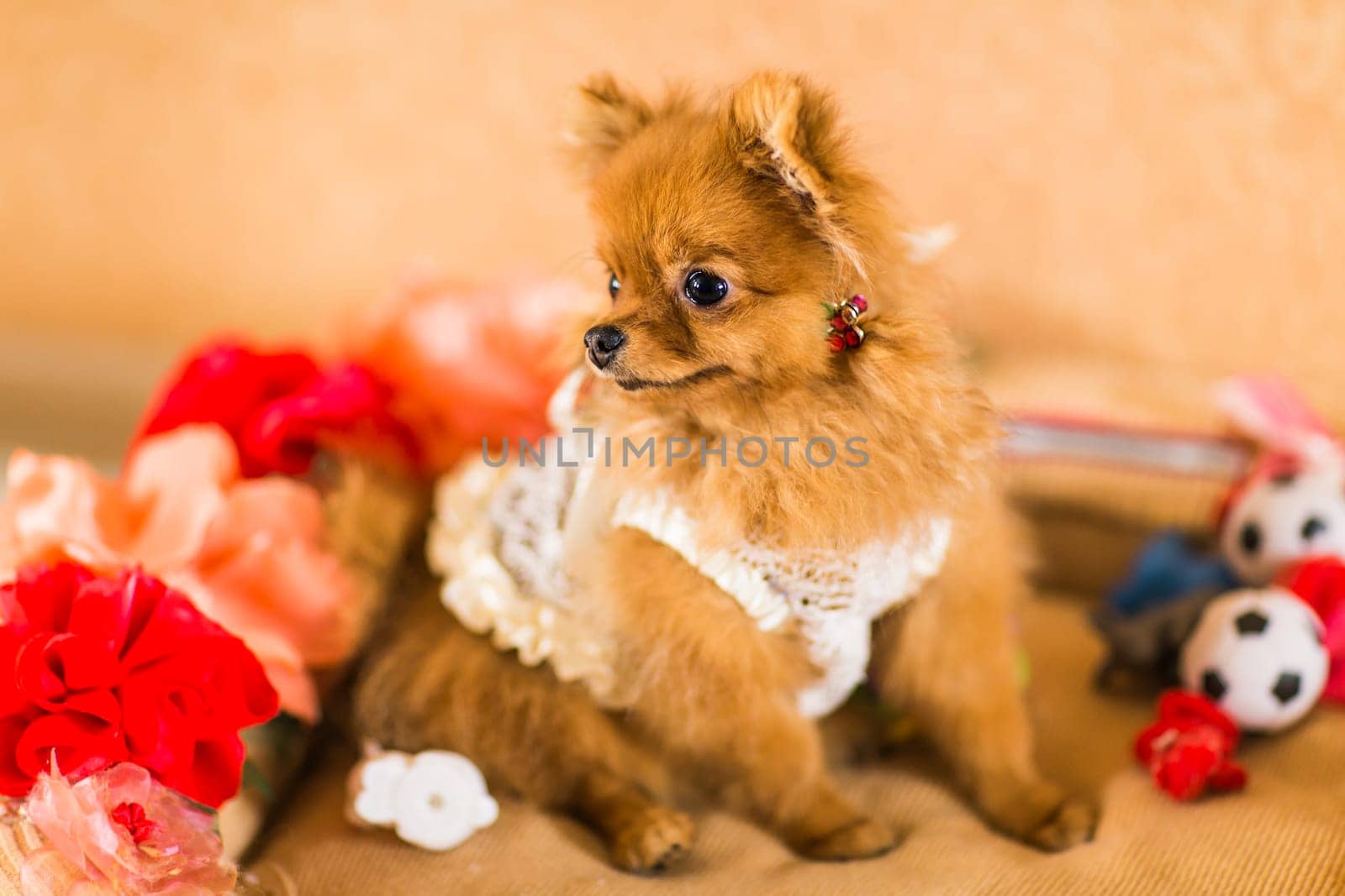 cute and funny puppy Pomeranian smiling on orange background.