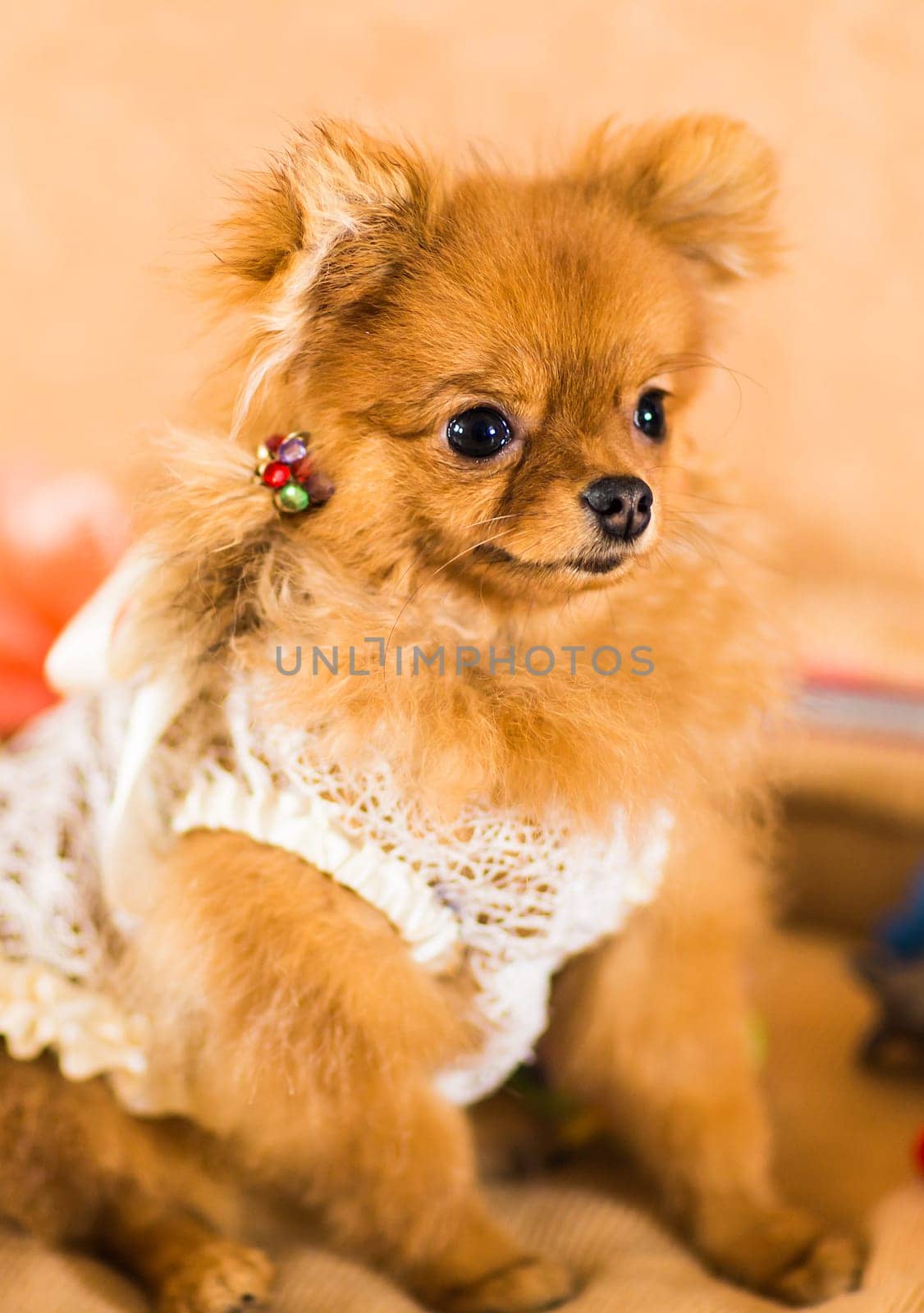 cute and funny puppy Pomeranian smiling on orange background.