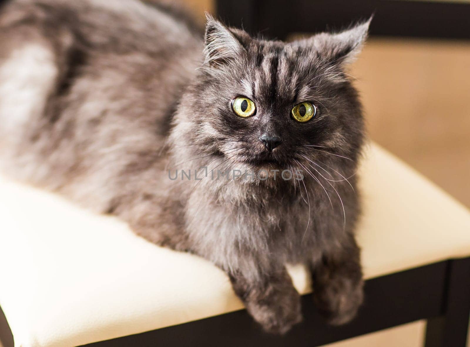 fluffy gray cat by Satura86