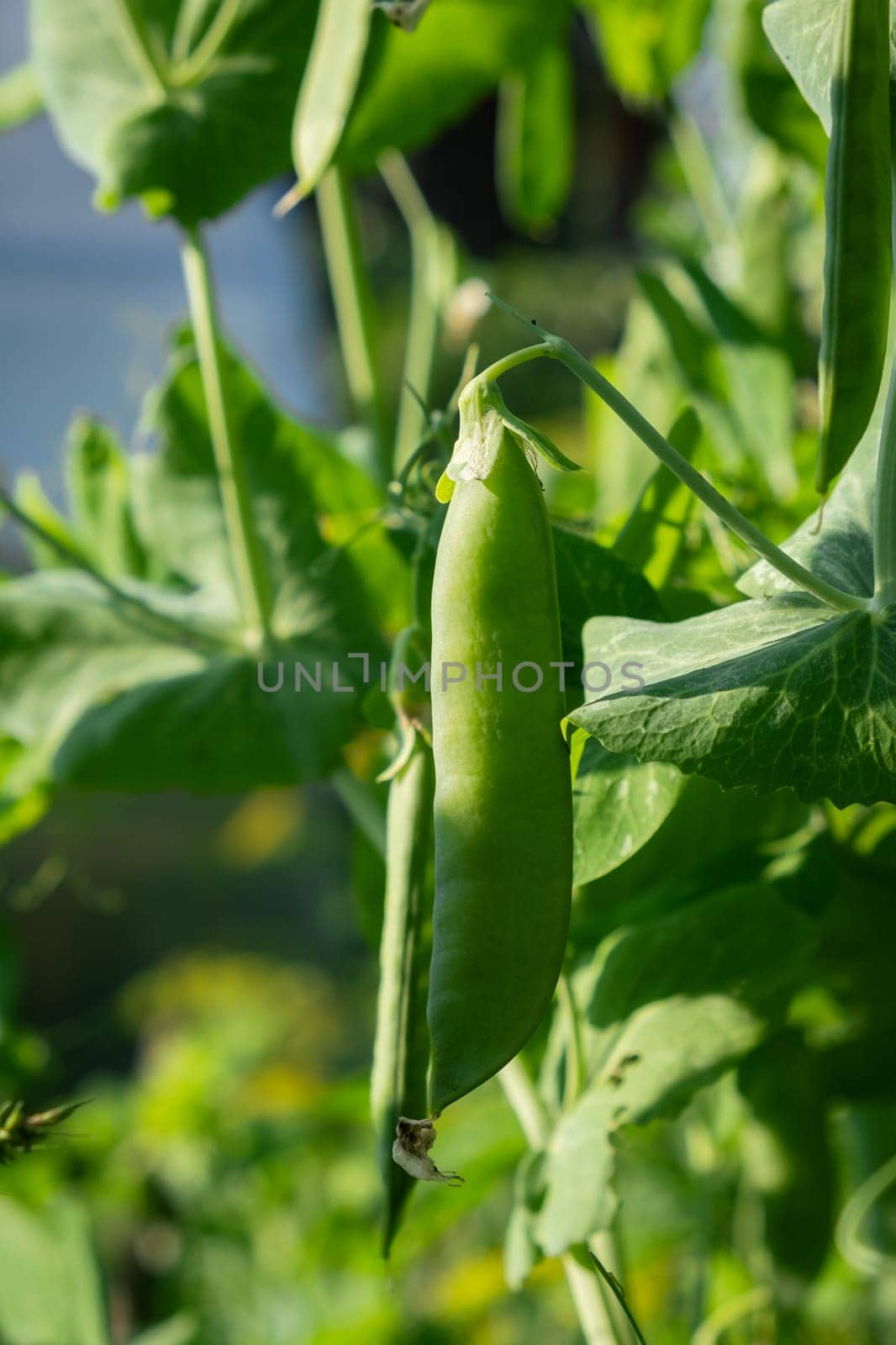 Growing peas outdoors and blurred background. Green pea pods by AnatoliiFoto