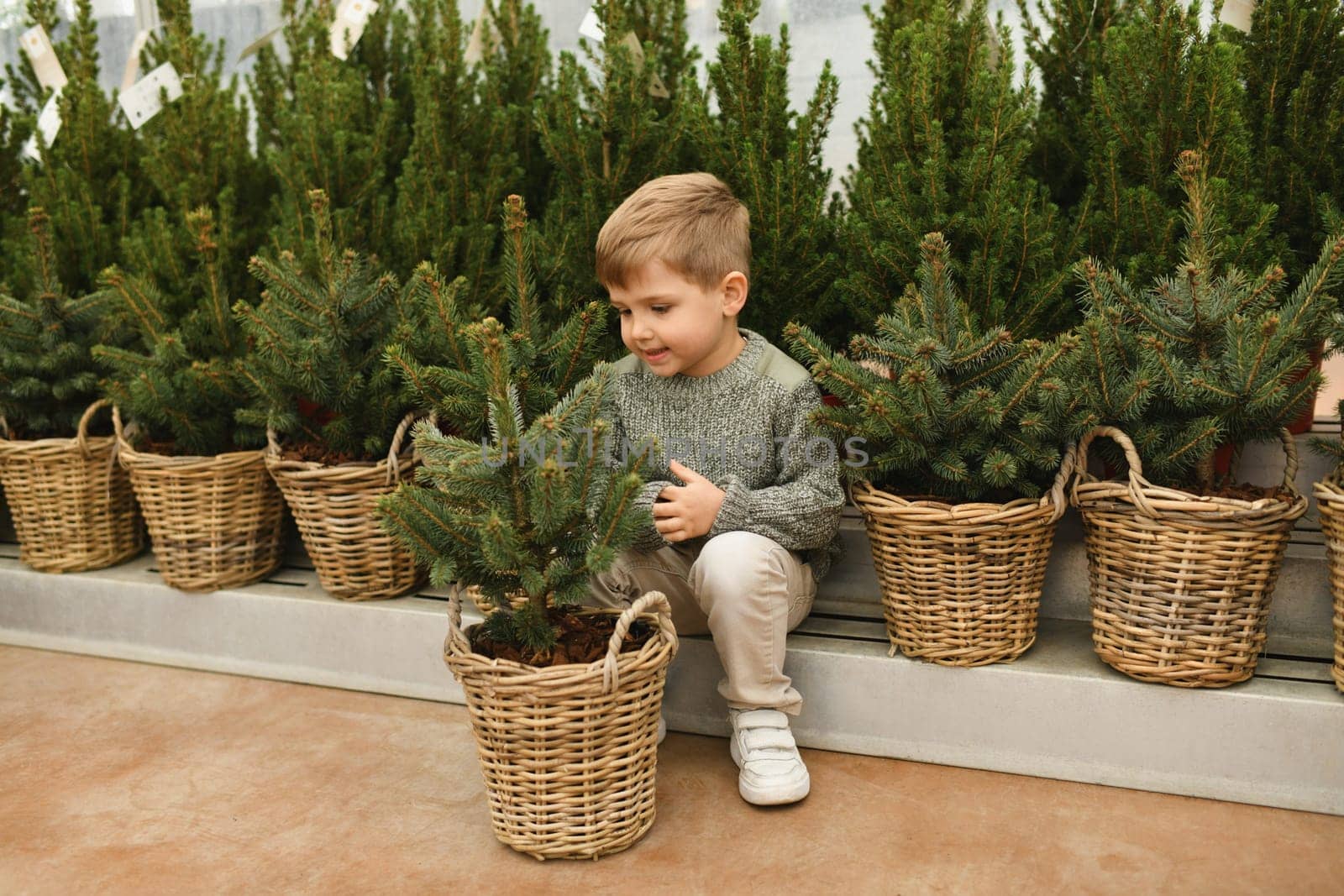 A small boy chooses a Christmas tree in the market.
