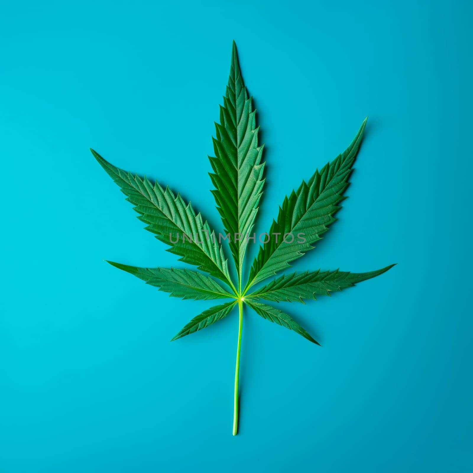 A cannabis leaf on a bright background. Minimalism. by Spirina