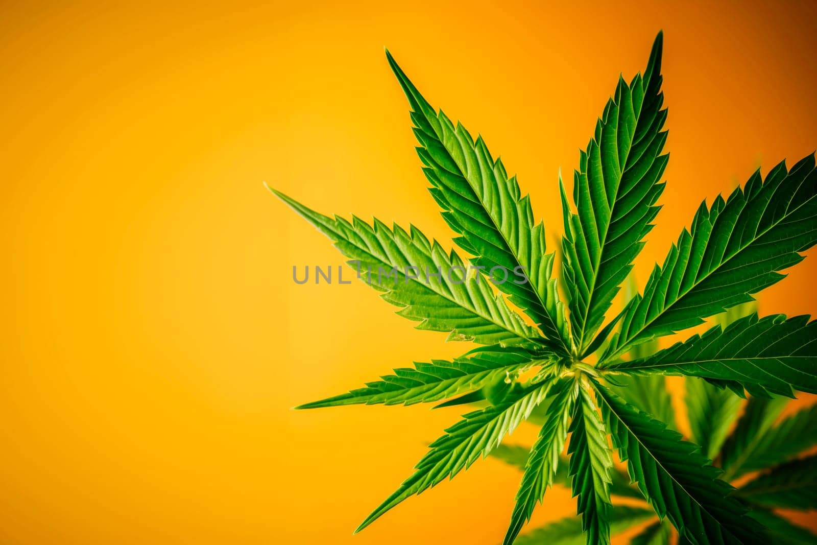 A cannabis leaf on a bright background. Minimalism. High quality photo