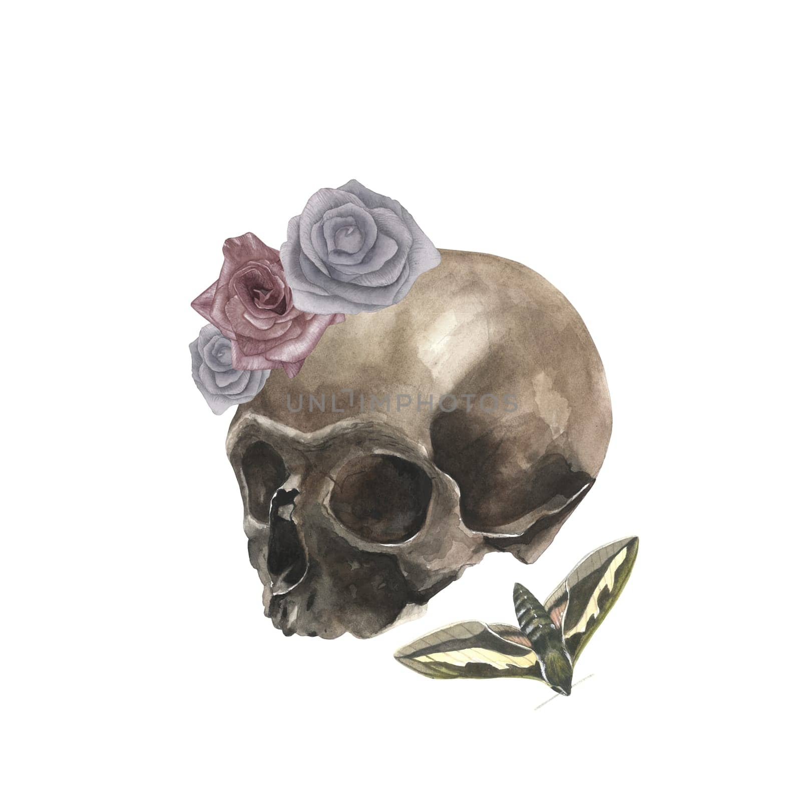 Watercolor illustration of a skull, moth and dusty roses. Isolated on a white background, hand-drawn by OlSi