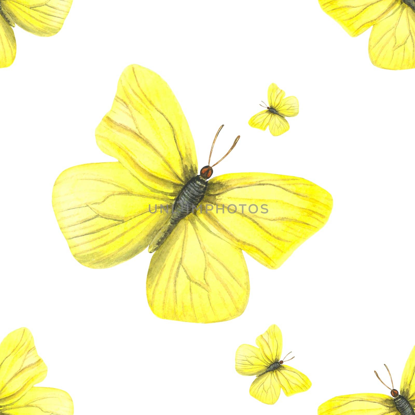 Seamless pattern of watercolor illustration of a male yellow butterfly Gonepteryx rhamni. Made by hand on a white background.