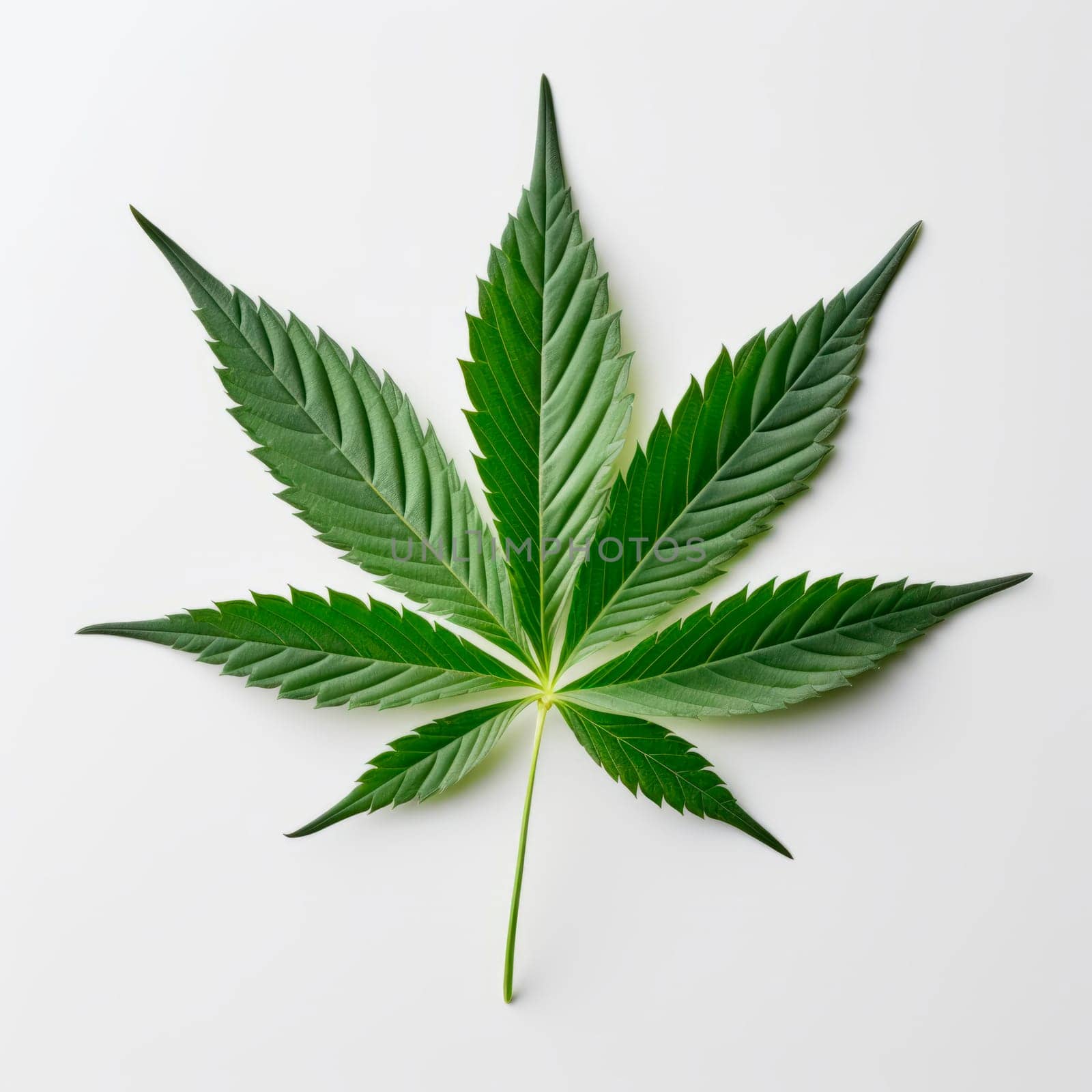 A cannabis leaf on a bright background. Minimalism. by Spirina