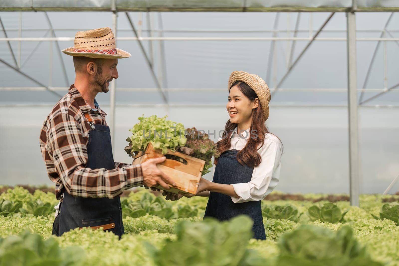 A gardening couple of different nationality and their gardener happily work on a hydroponic vegetable farm. Attractive young farmer man and woman harvesting green acorns at green farm.