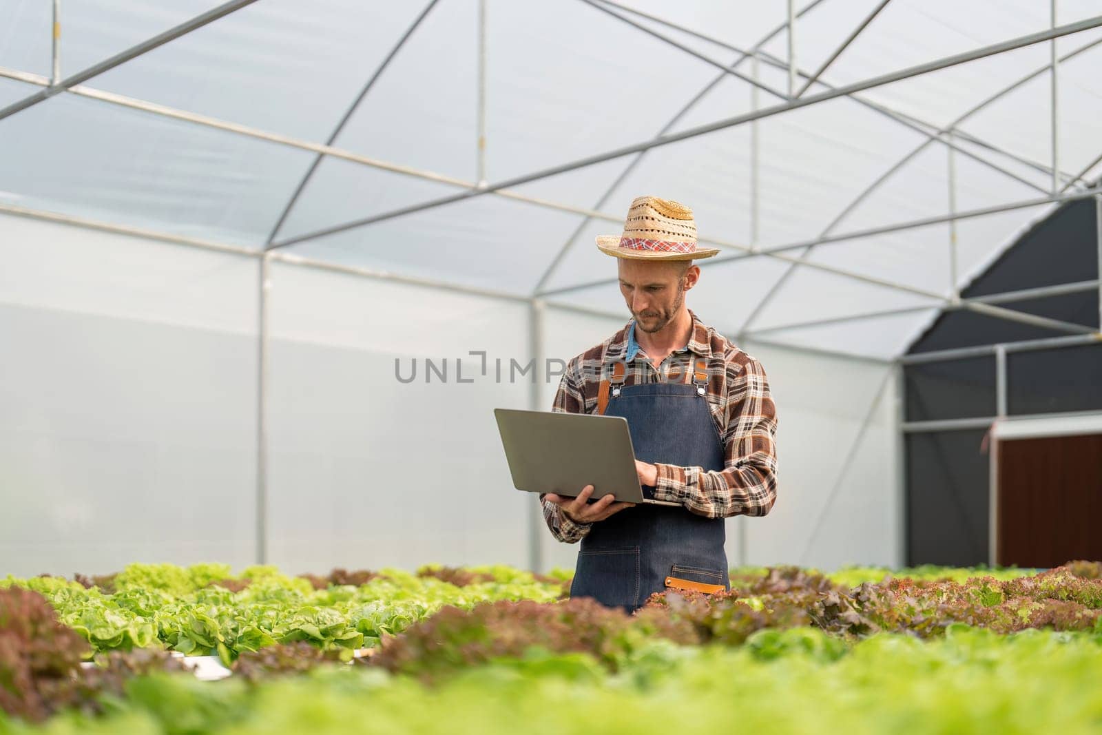 male gardener uses laptop to research and check quality of hydroponic vegetables at vegetable farm Healthy food storage from vegetables Smart farms