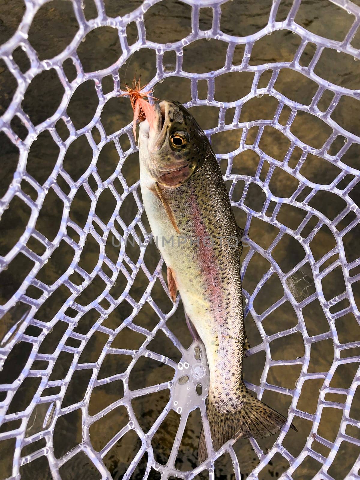 Catch and release fly fishing a river in Oregon produced this native, wild Redband Rainbow Trout seen here in a net with the fly still in its mouth.