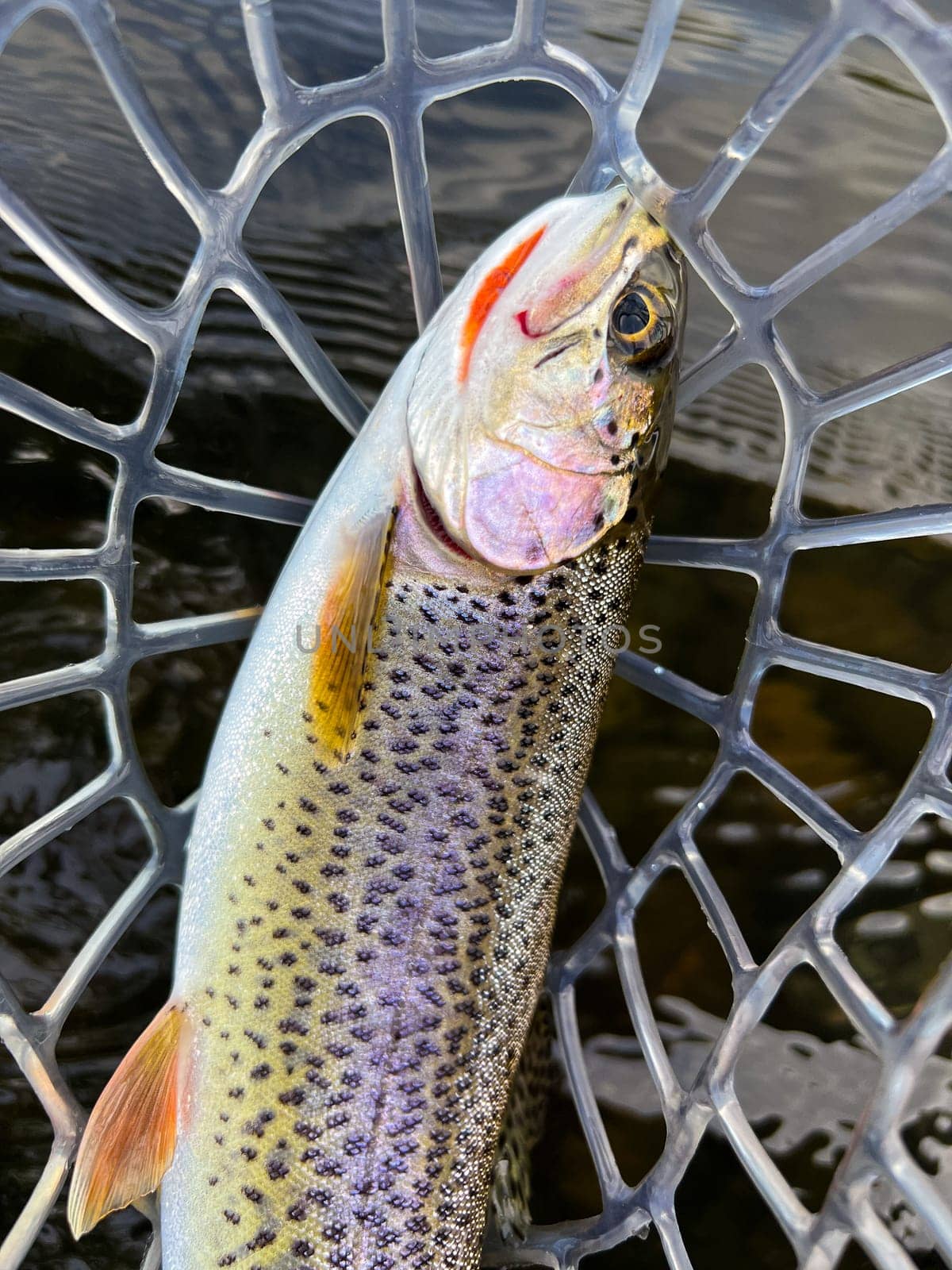 Native, wild coastal cutthroat trout in a rubber net caught during ctch and release fly fishing on a river in Oregon.