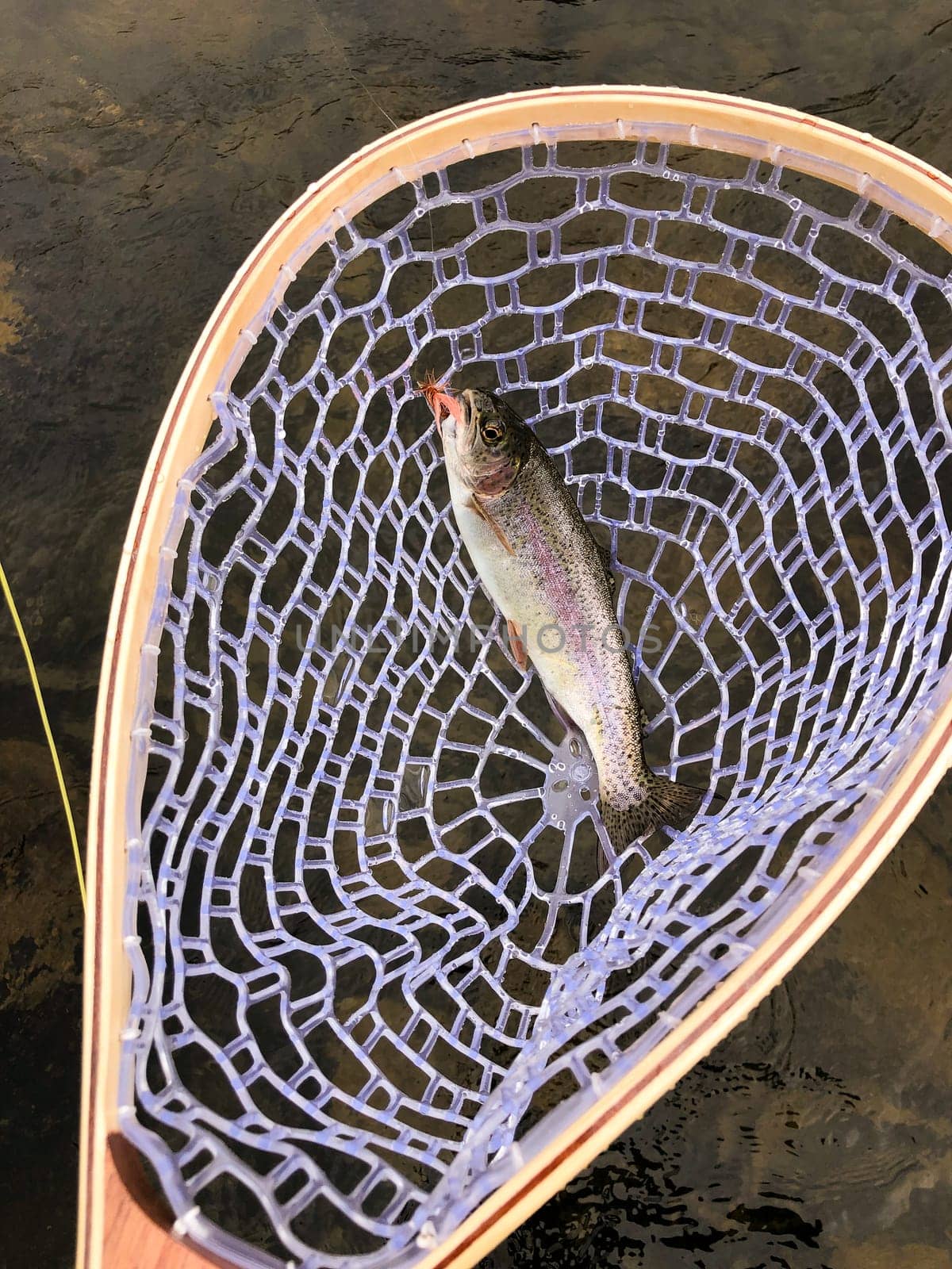 Catch and release fly fishing a river in Oregon produced this native, wild Redband Rainbow Trout seen here in a net with the fly still in its mouth.