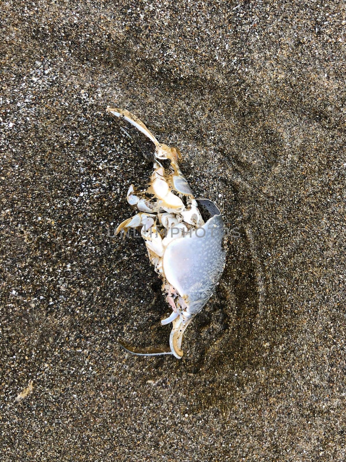 Dead mole crab on the beach near the waves along the Oregon Coast.