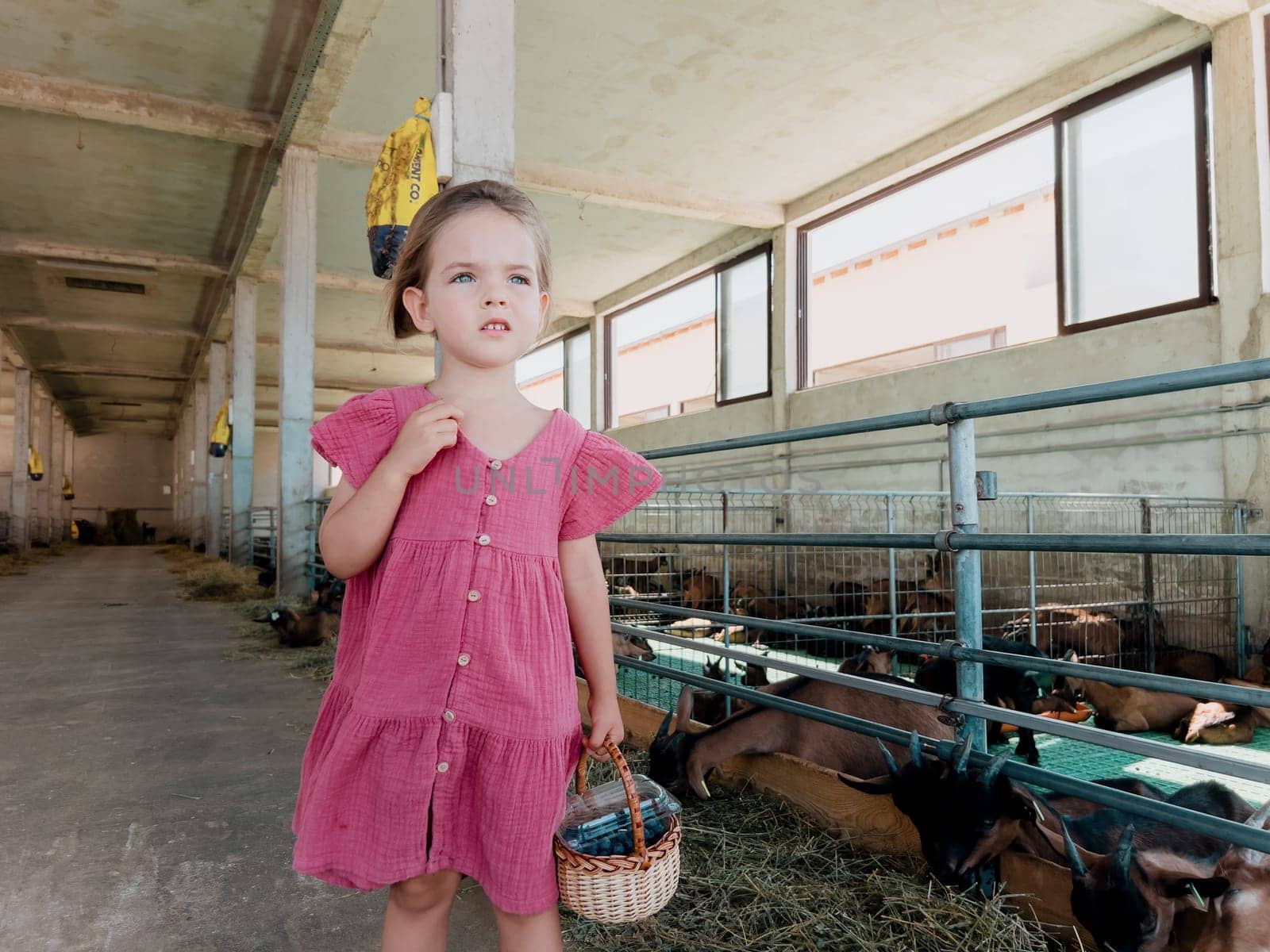Little girl with a basket stands near the fence of a corral with eating goats. High quality photo