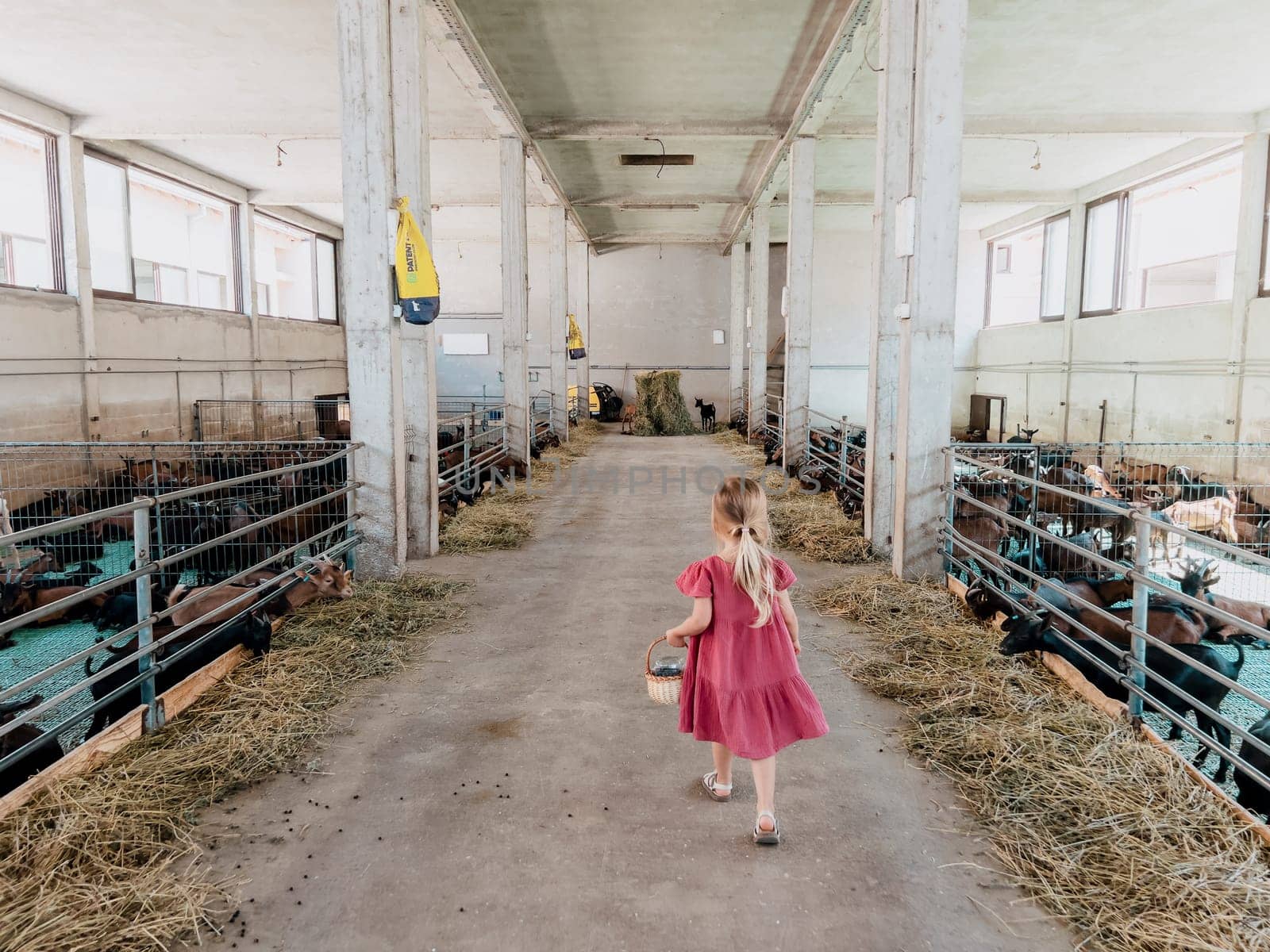 Little girl with a basket walks between the pens with goats. Back view by Nadtochiy