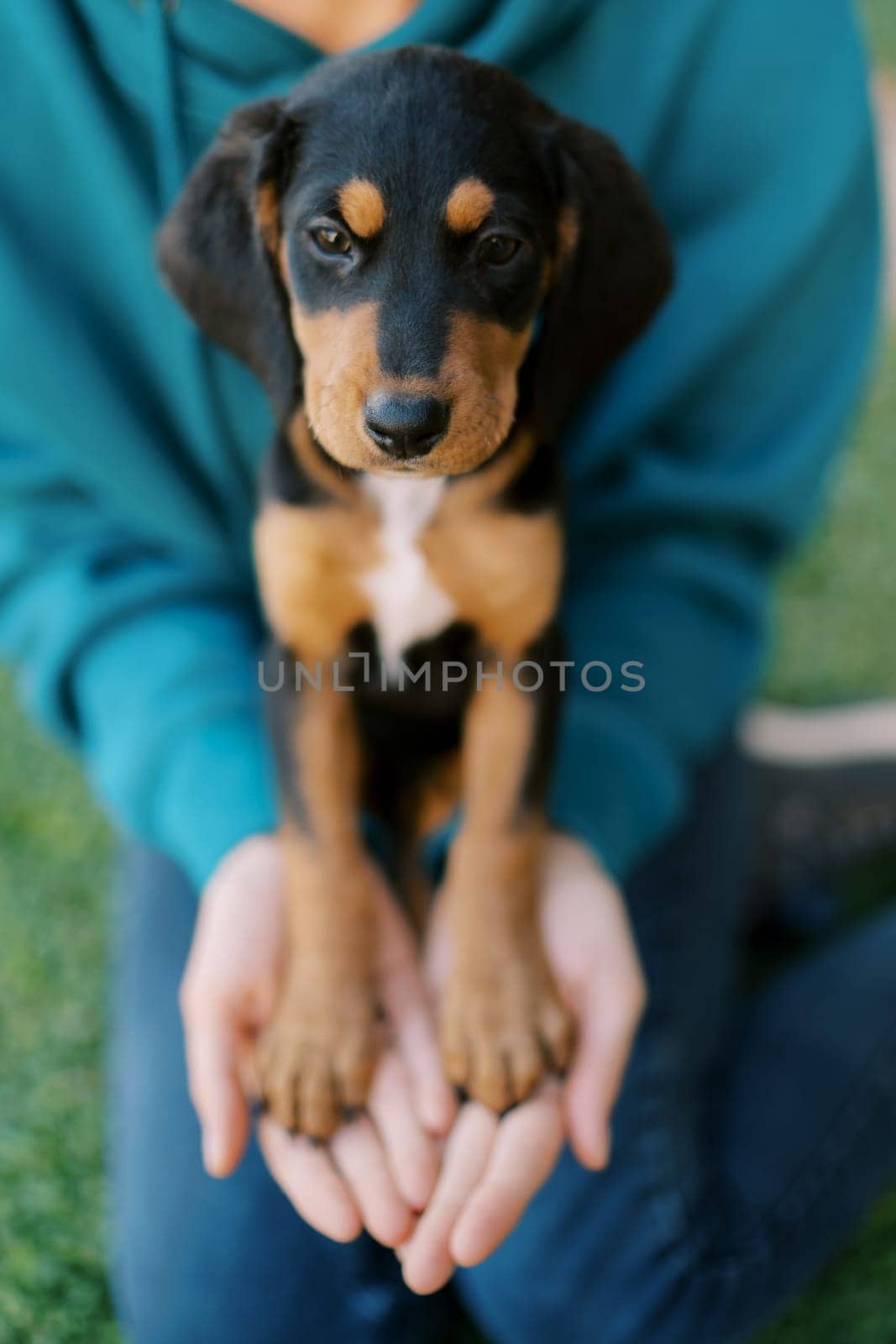 Large puppy sits on the lap of a young woman, putting his paws on her palms. High quality photo