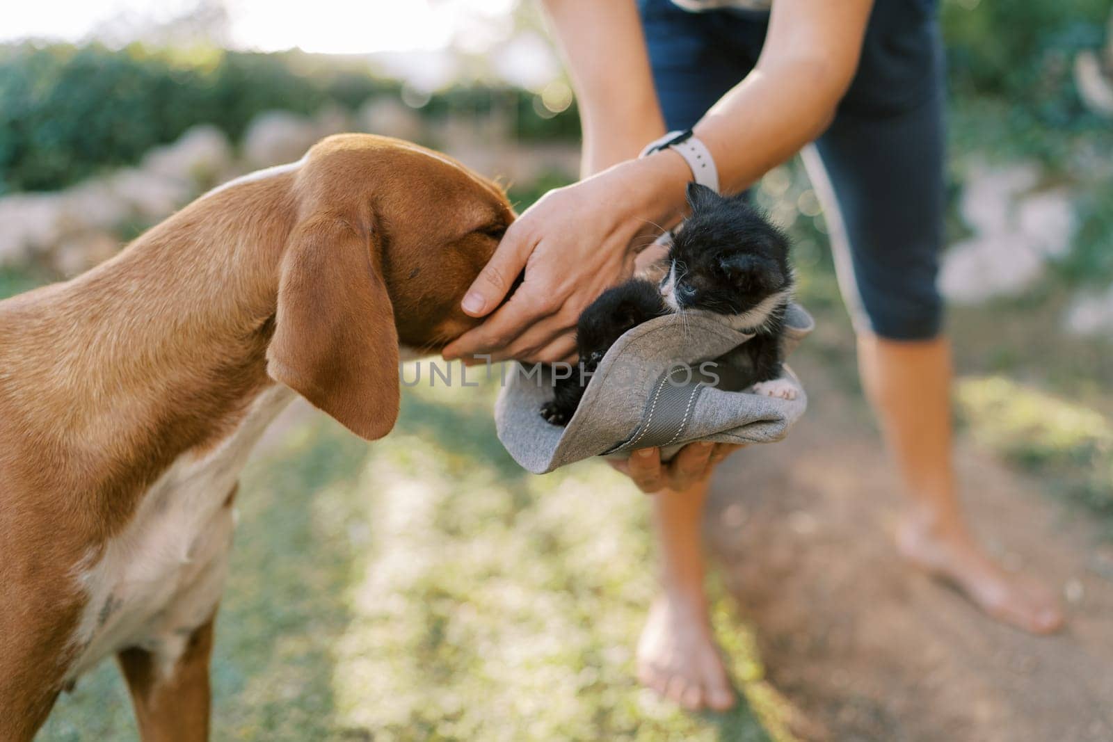 Dog sniffs kittens in a hat in the hands of a woman standing in the park by Nadtochiy