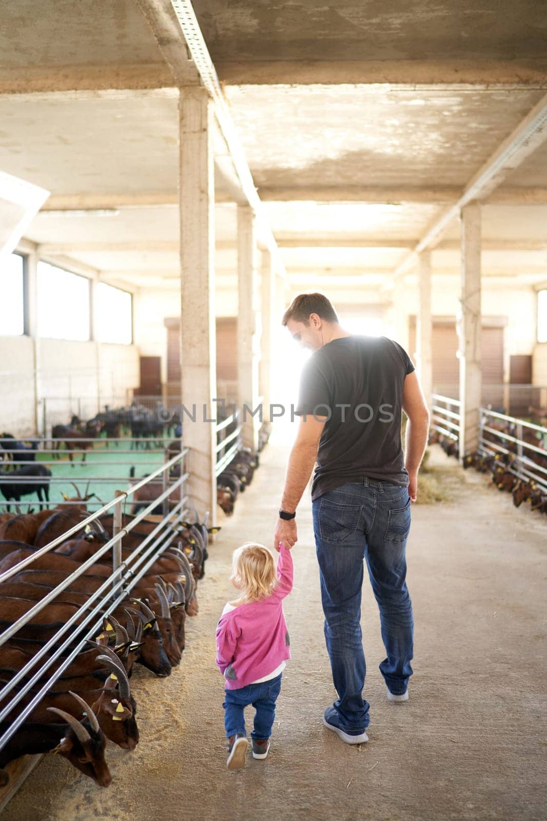 Dad leads the little girl by the hand past the folds of grain-eating goats. Back view by Nadtochiy