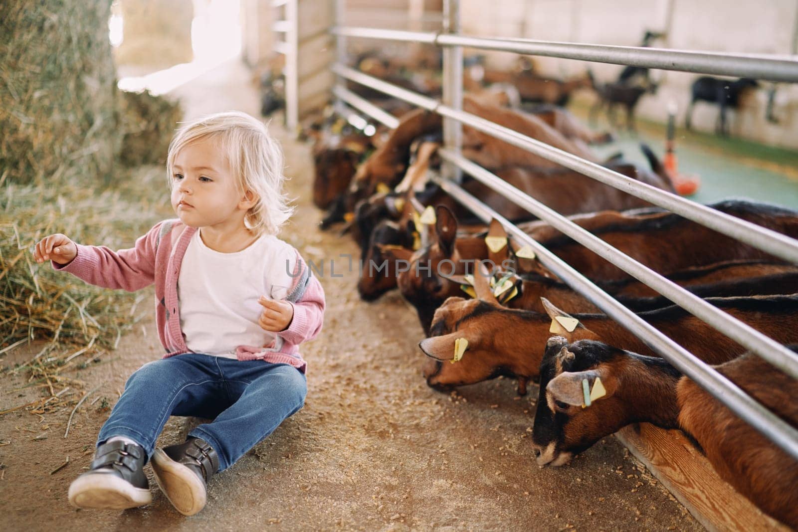Little girl sits on the floor in a farm next to goats eating grain by Nadtochiy