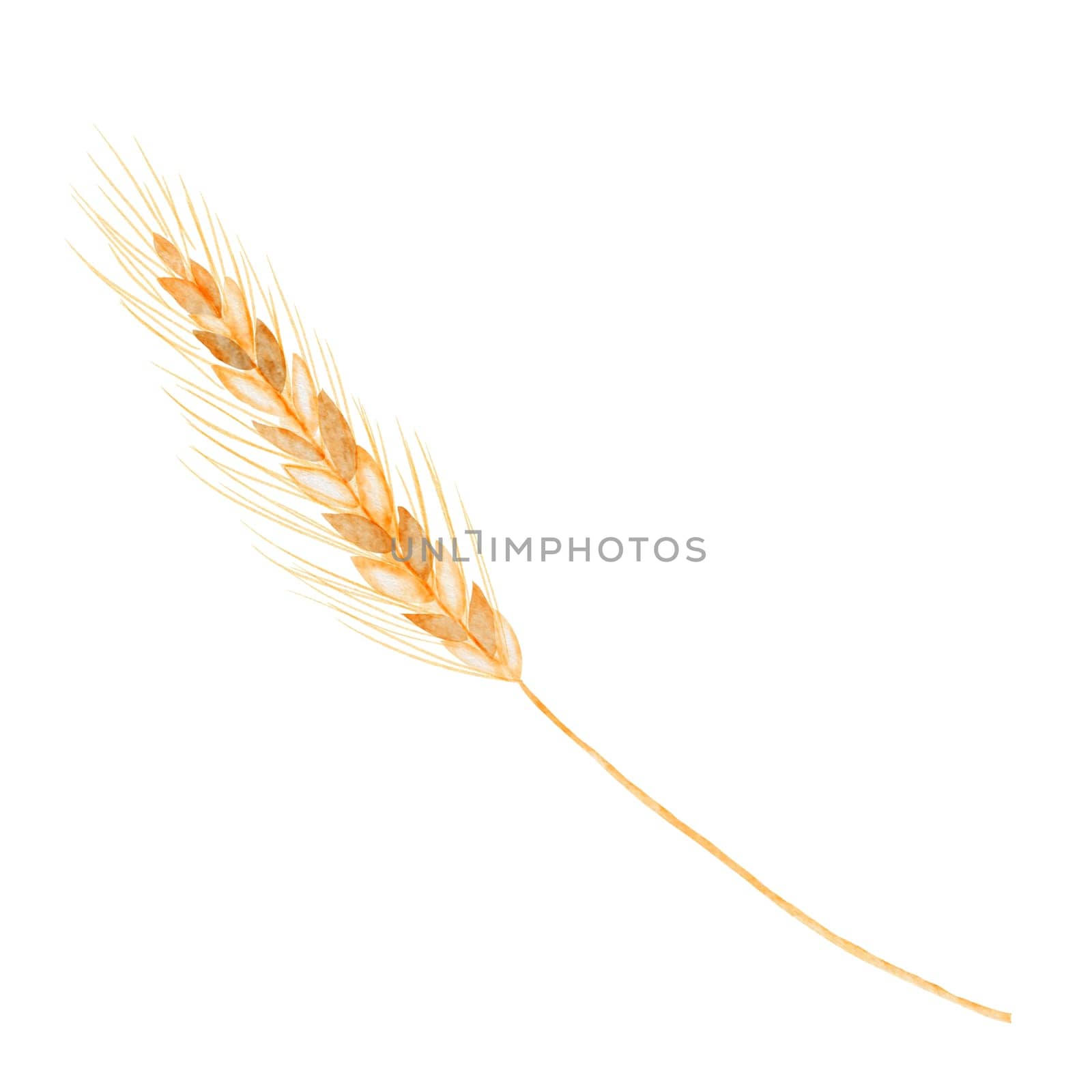 Watercolor drawing wheat on a white background isolate. Golden spikelet for your design. Stalk of rye