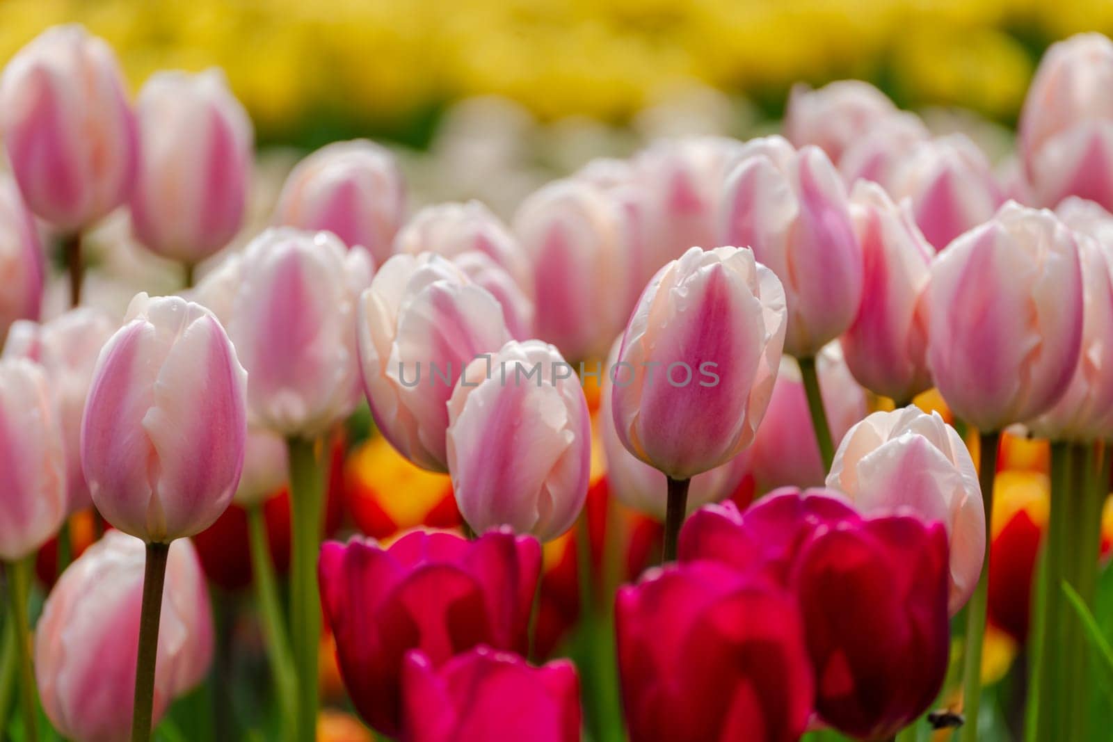 Pink tulips spring blossoming, bokeh flower background, pastel and soft floral card, selective focus.