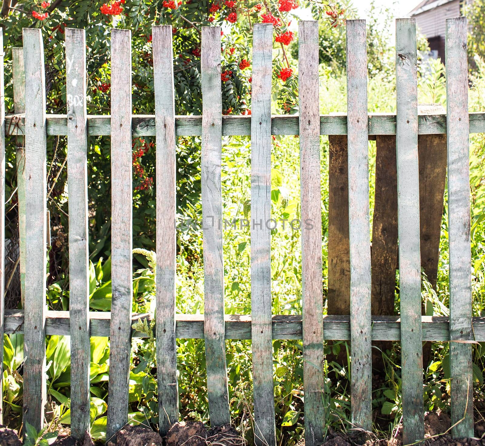 old wooden fence in garden with plant.