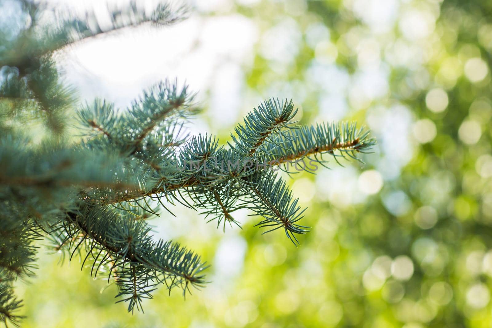 Blue spruce branches outdoors on a green background.