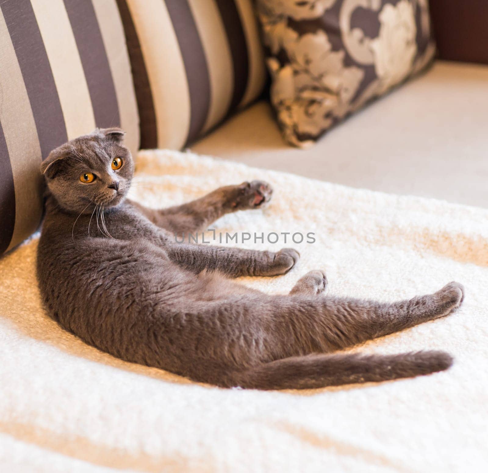 Cat relaxing on the couch in colorful blur background, cute funny cat close up, elaxing cat, cat resting, cat playing at home