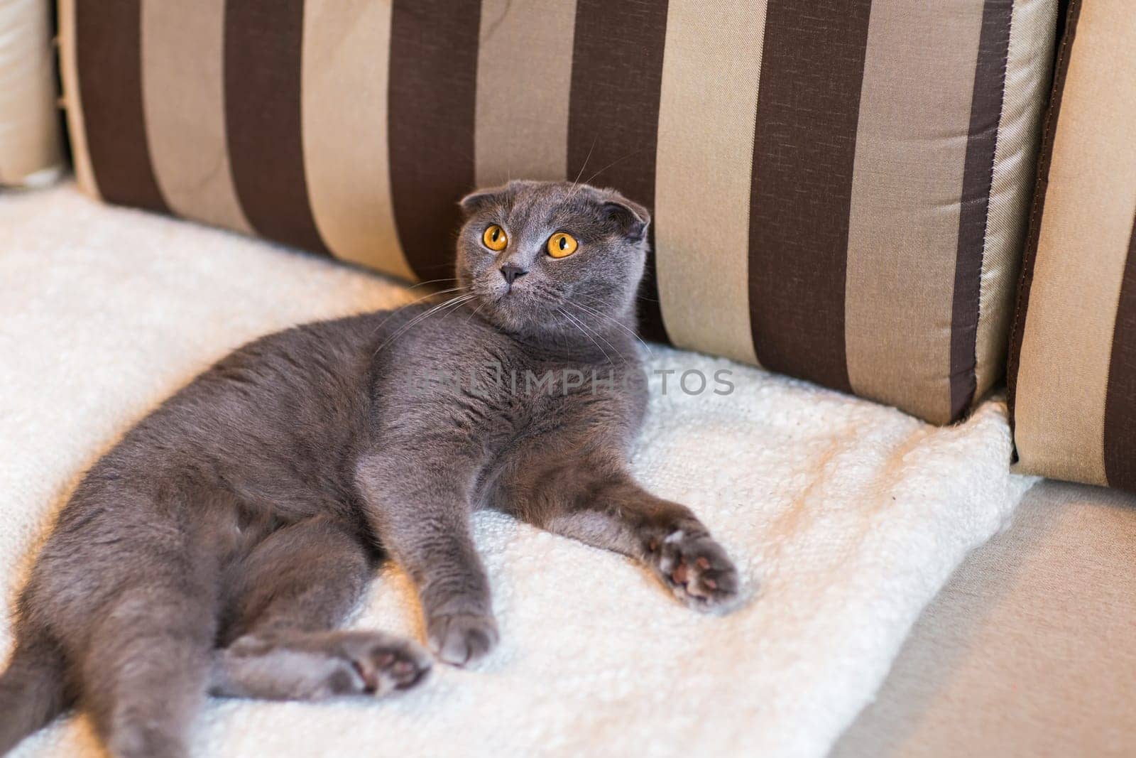 Cat relaxing on the couch in colorful blur background, cute funny cat close up, elaxing cat, cat resting, cat playing at home