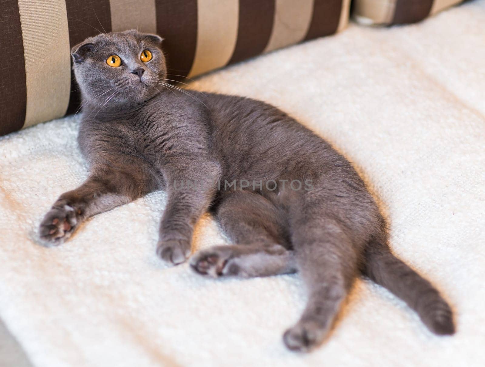 Cat relaxing on the couch in colorful blur background, cute funny cat close up, elaxing cat, cat resting, cat playing at home