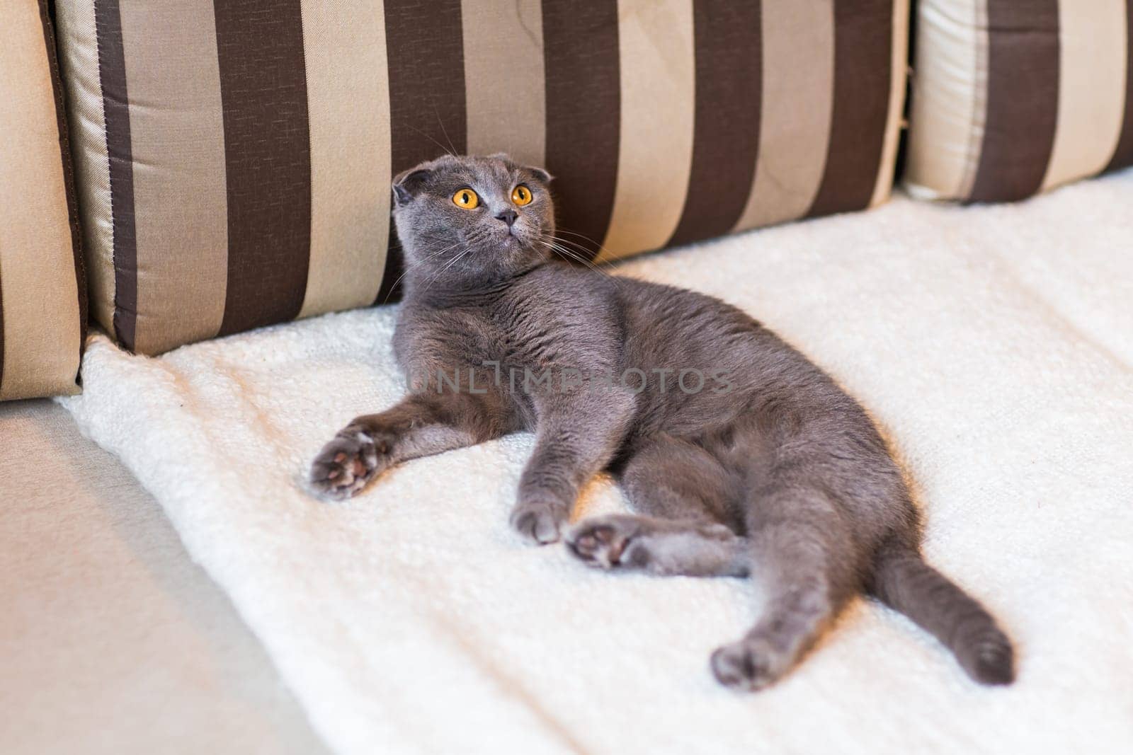 Cat relaxing on the couch in colorful blur background, cute funny cat close up, elaxing cat, cat resting, cat playing at home