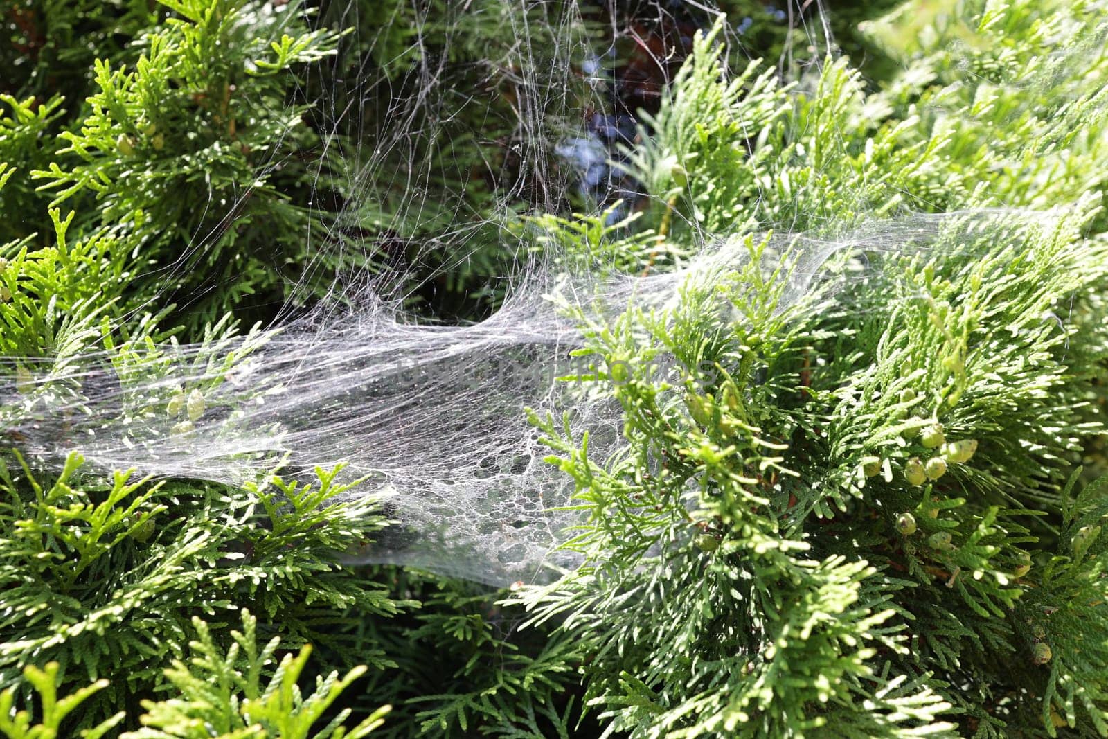 Close-up of a spider web with spider mite specimens on the branches of a coniferous plant.