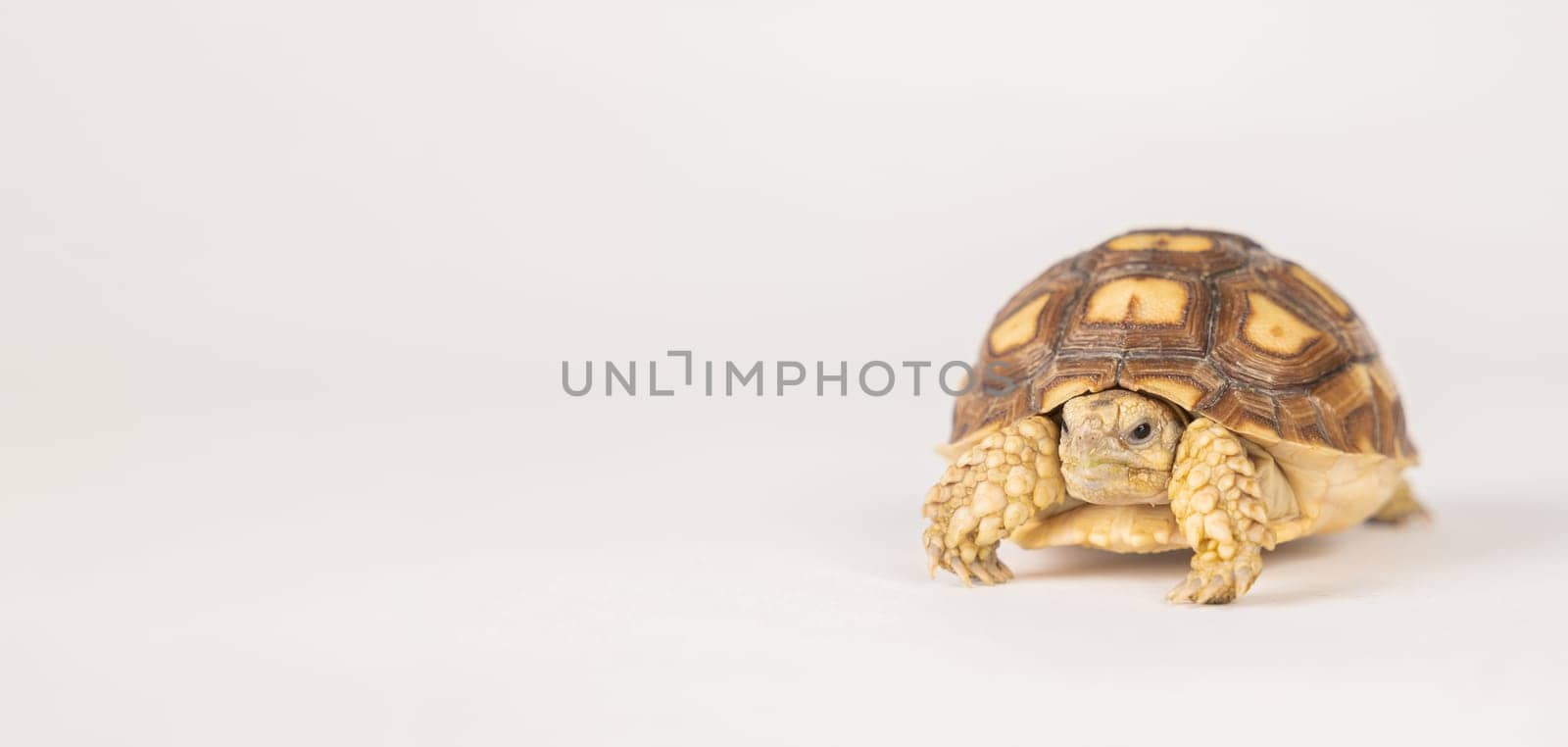 An African spurred tortoise, also called the sulcata tortoise, is featured in this isolated portrait. Its unique design, cute appearance, and beauty shine on a white background. by Sorapop