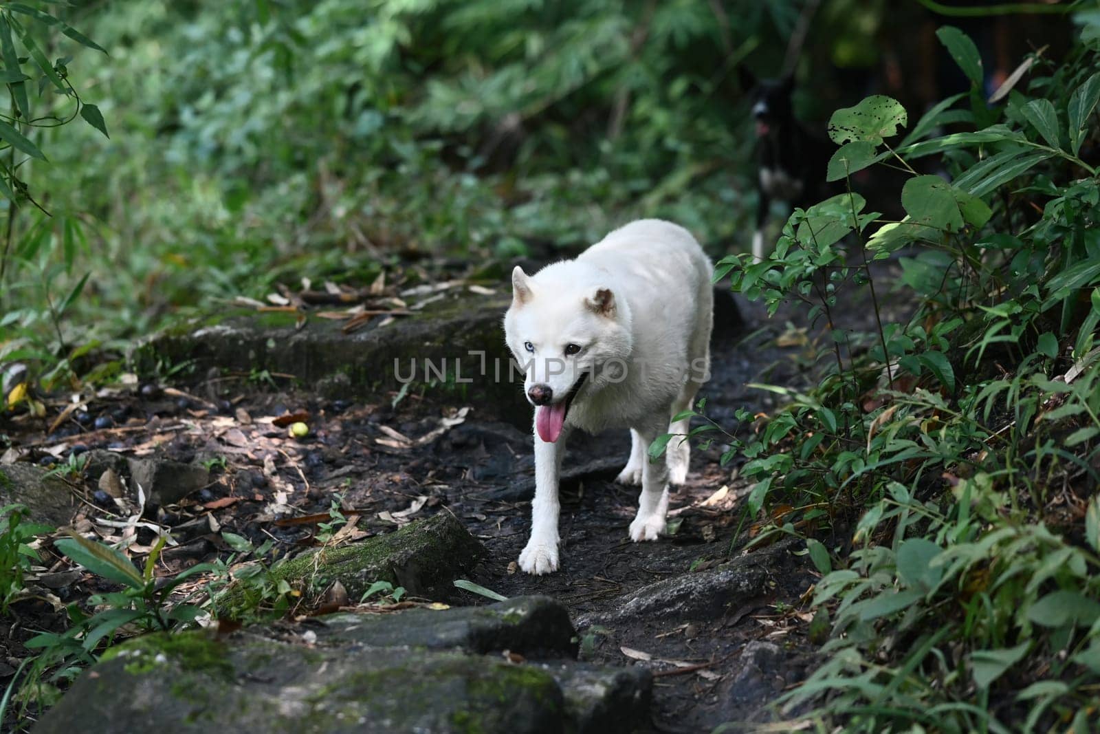 Adorable dog walking in the forest. Traveling or trekking with pets concept.