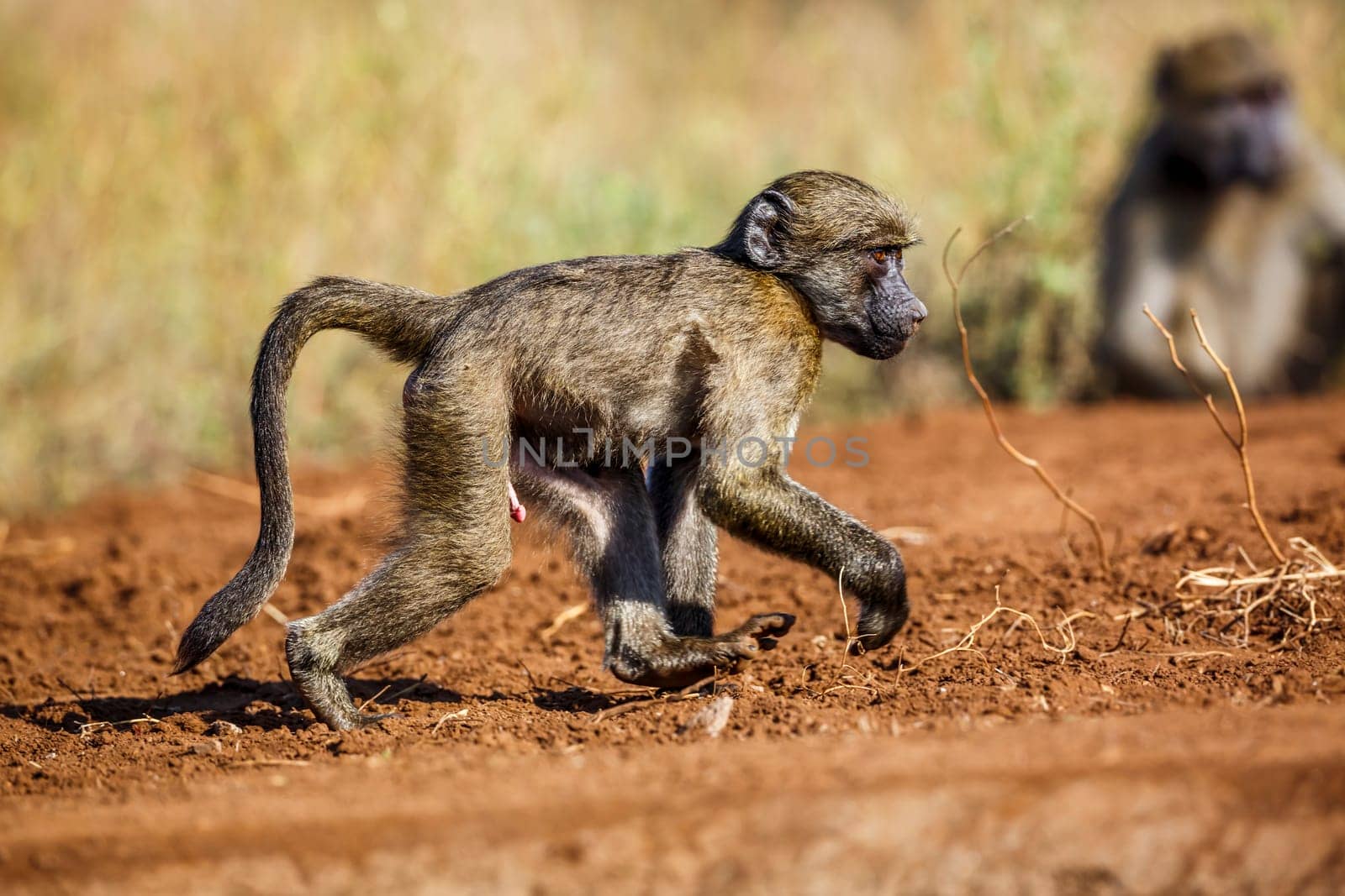 Chacma baboon in Kruger National park, South Africa by PACOCOMO