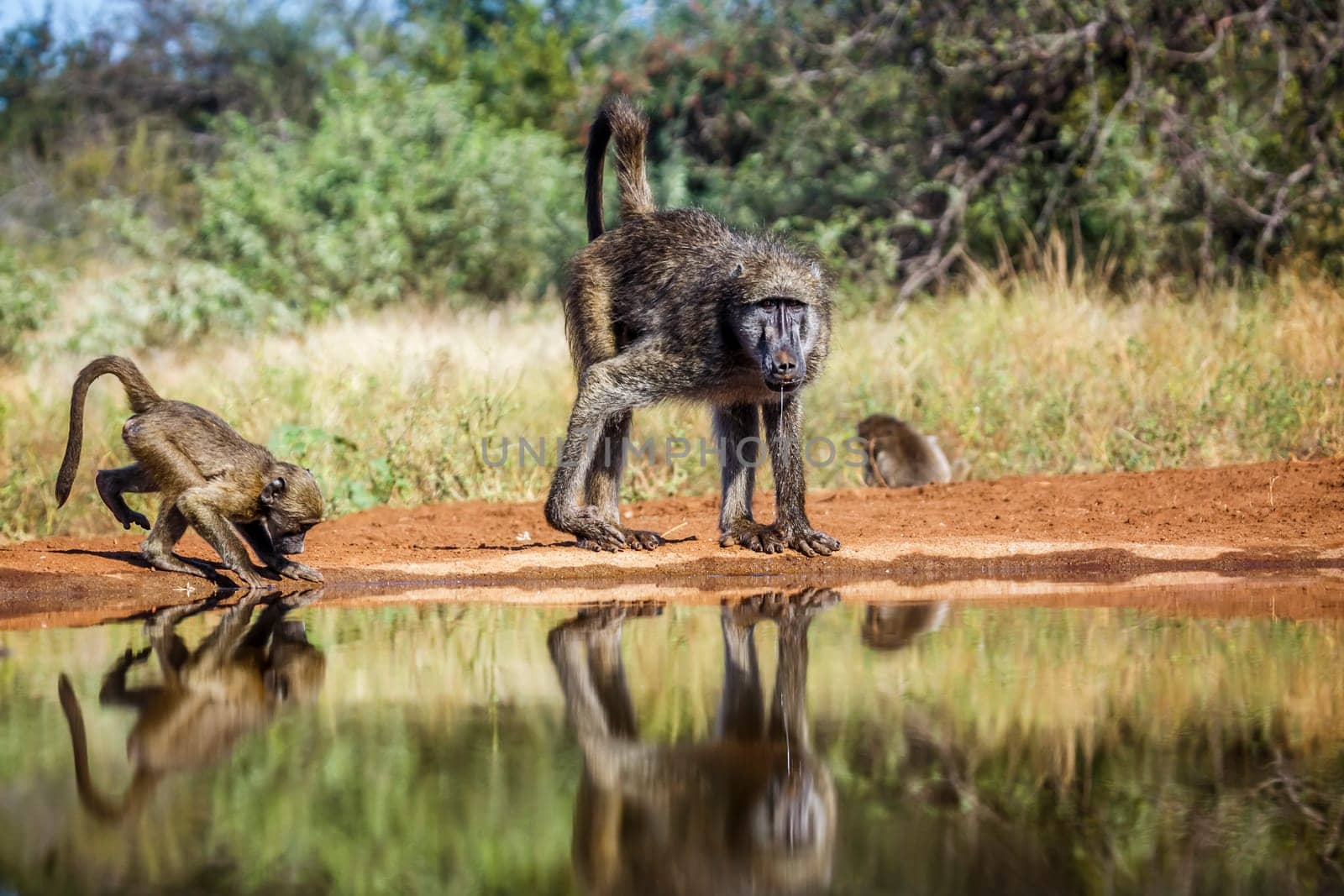 Chacma baboon young and adult drinking in waterhole with reflection in Kruger National park, South Africa ; Specie Papio ursinus family of Cercopithecidae