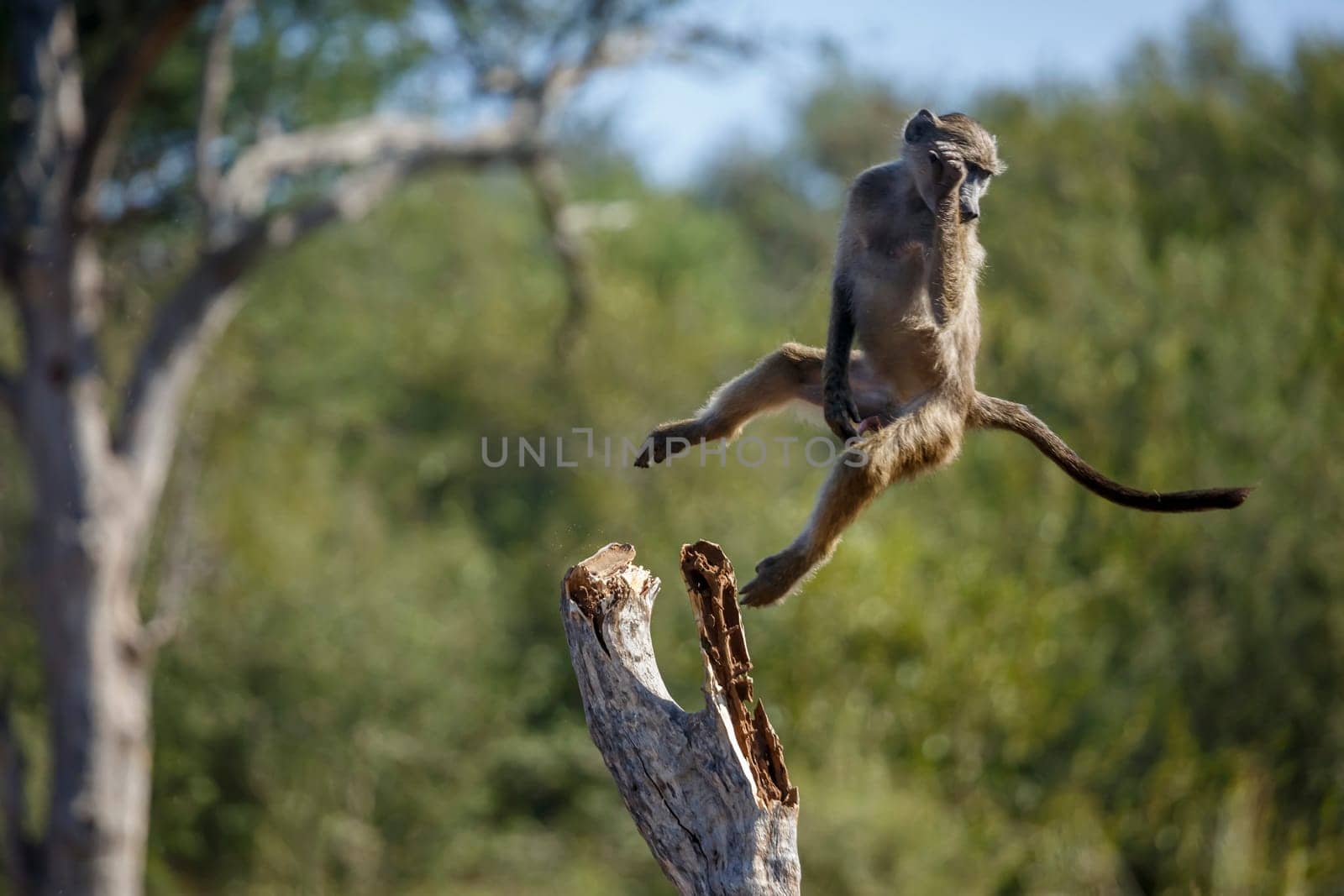 Chacma baboon in Kruger National park, South Africa by PACOCOMO