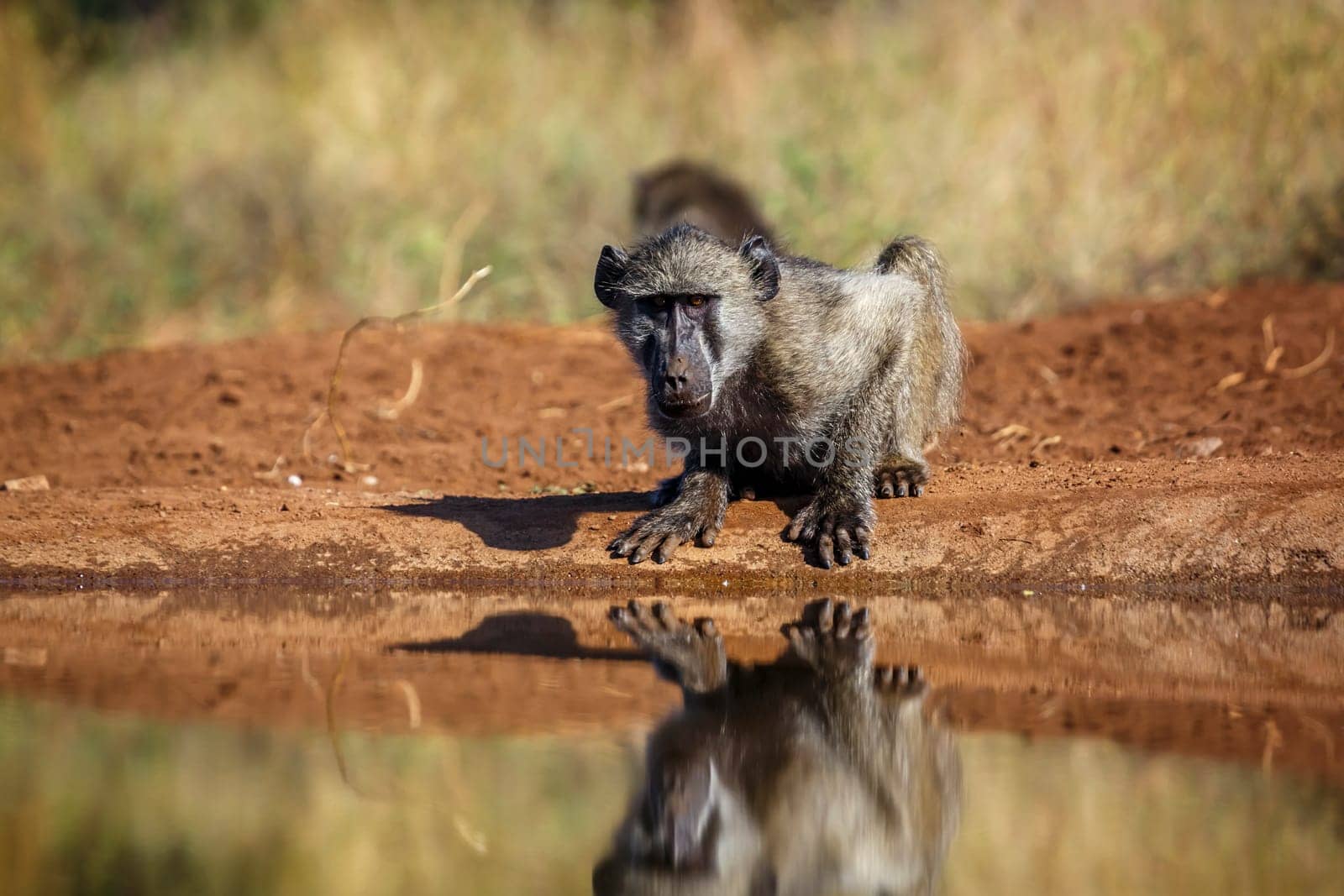 Chacma baboon in Kruger National park, South Africa by PACOCOMO