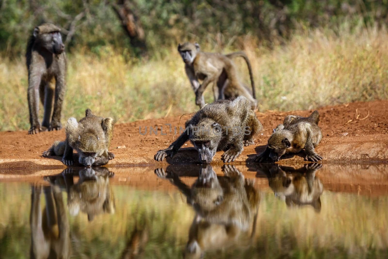 Chacma baboon family drinking in waterhole in Kruger National park, South Africa ; Specie Papio ursinus family of Cercopithecidae