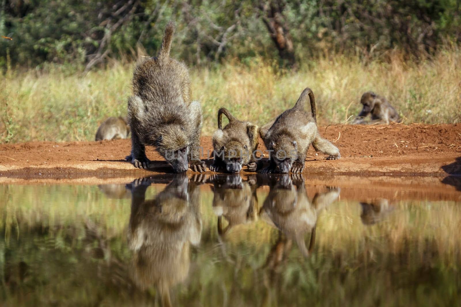 Chacma baboon family drinking in waterhole in Kruger National park, South Africa ; Specie Papio ursinus family of Cercopithecidae