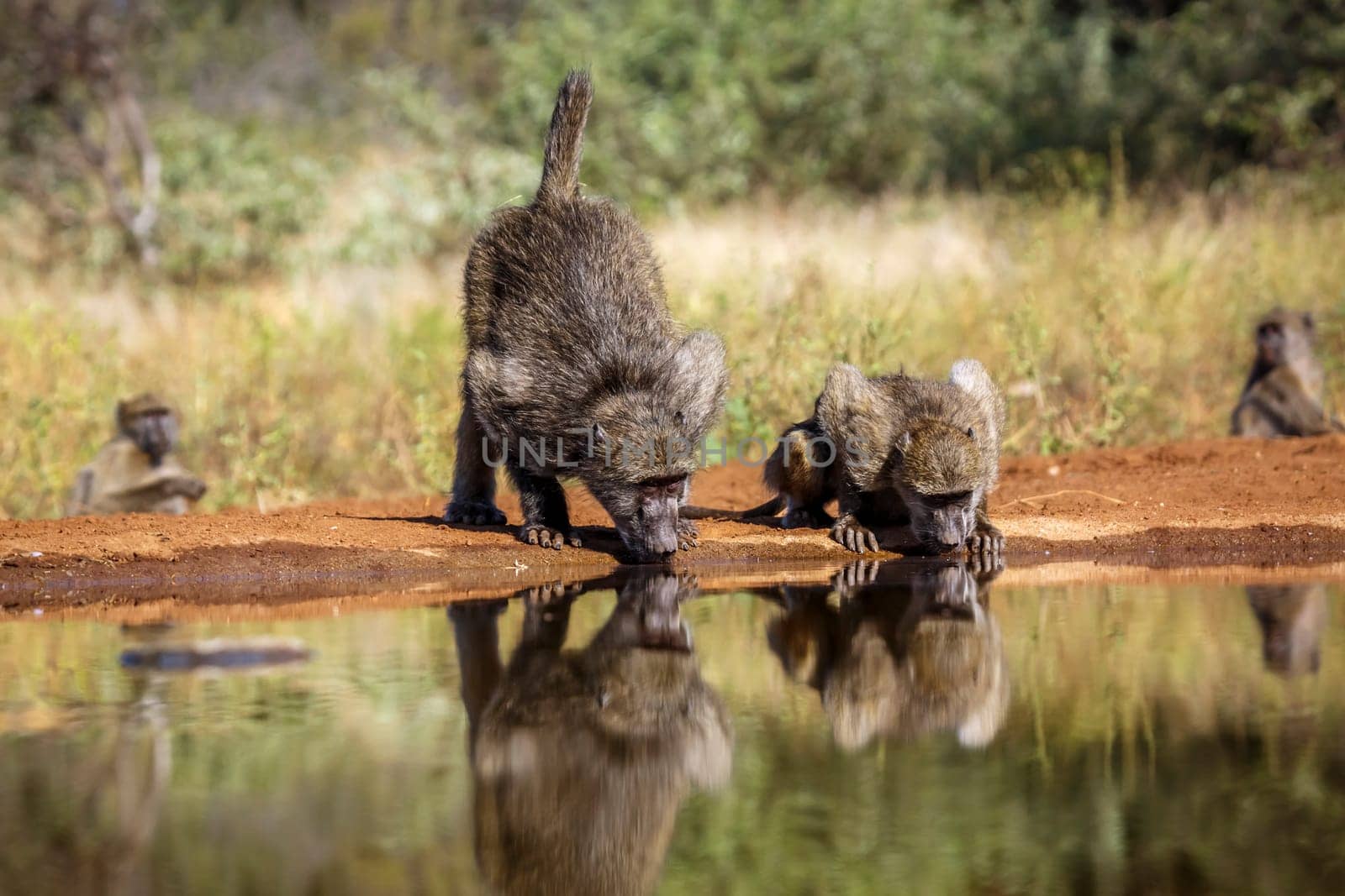 Two Chacma baboon drinking in waterhole in Kruger National park, South Africa ; Specie Papio ursinus family of Cercopithecidae